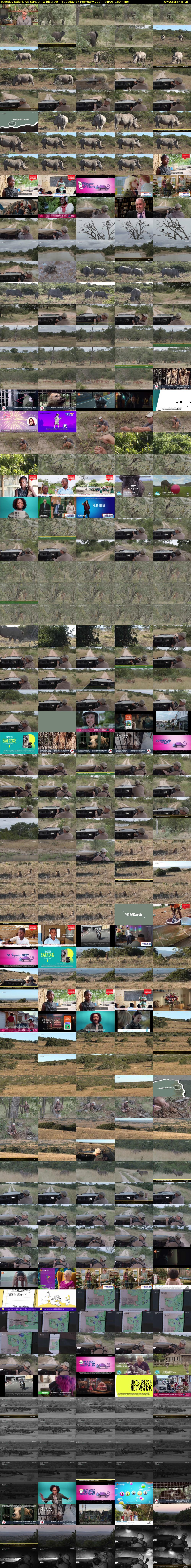 Tuesday SafariLIVE Sunset (WildEarth) Tuesday 27 February 2024 14:00 - 17:00