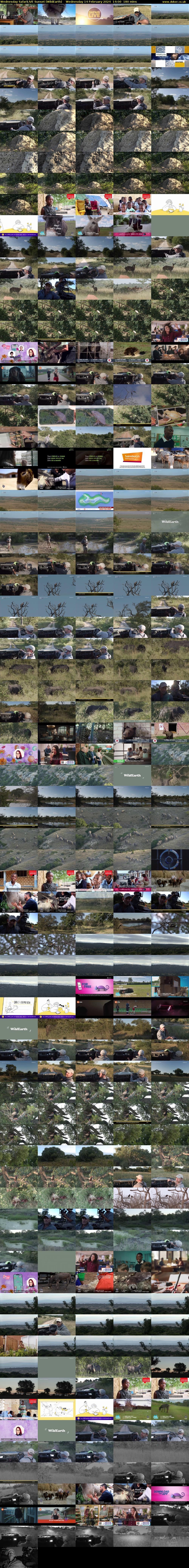 Wednesday SafariLIVE Sunset (WildEarth) Wednesday 14 February 2024 14:00 - 17:00