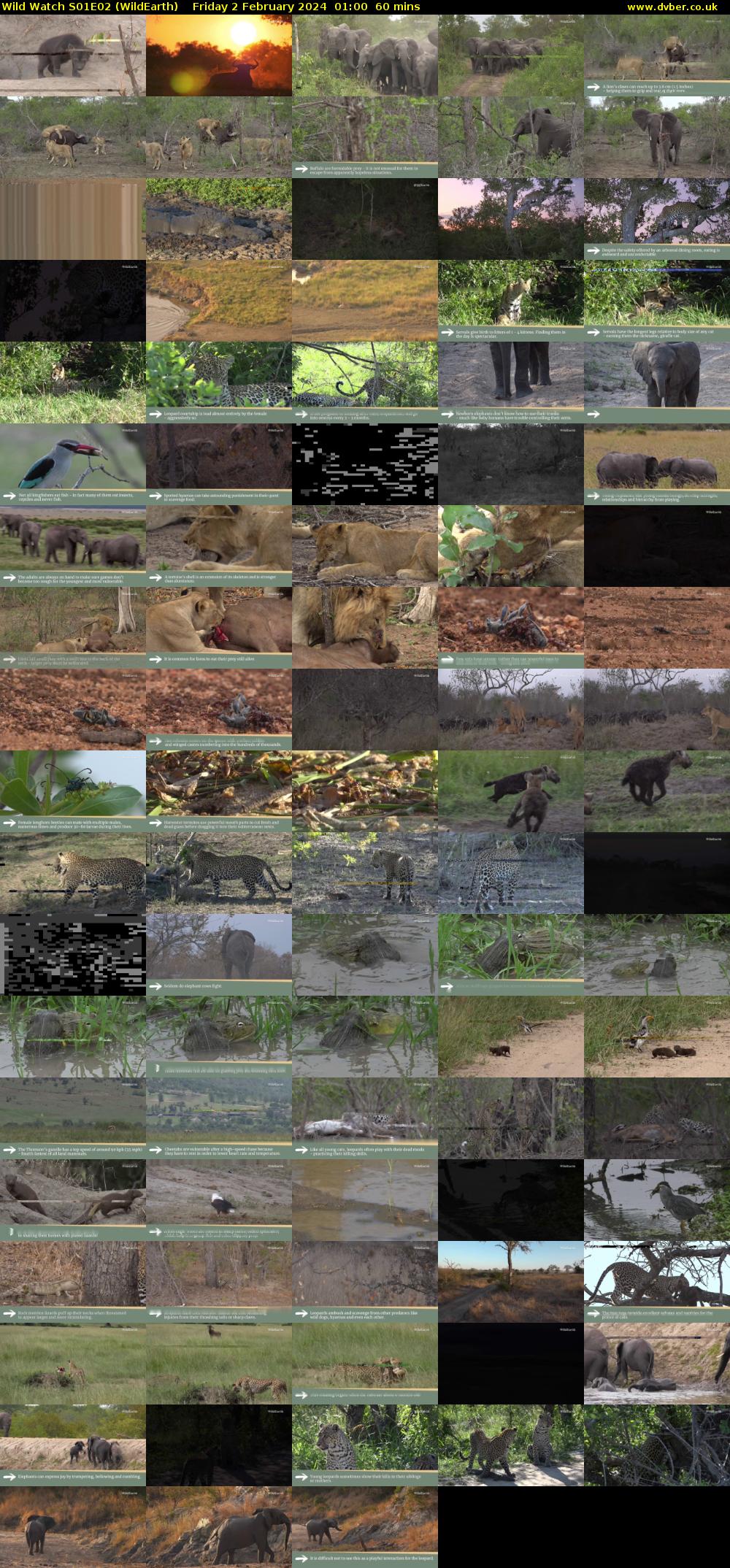 Wild Watch S01E02 (WildEarth) Friday 2 February 2024 01:00 - 02:00