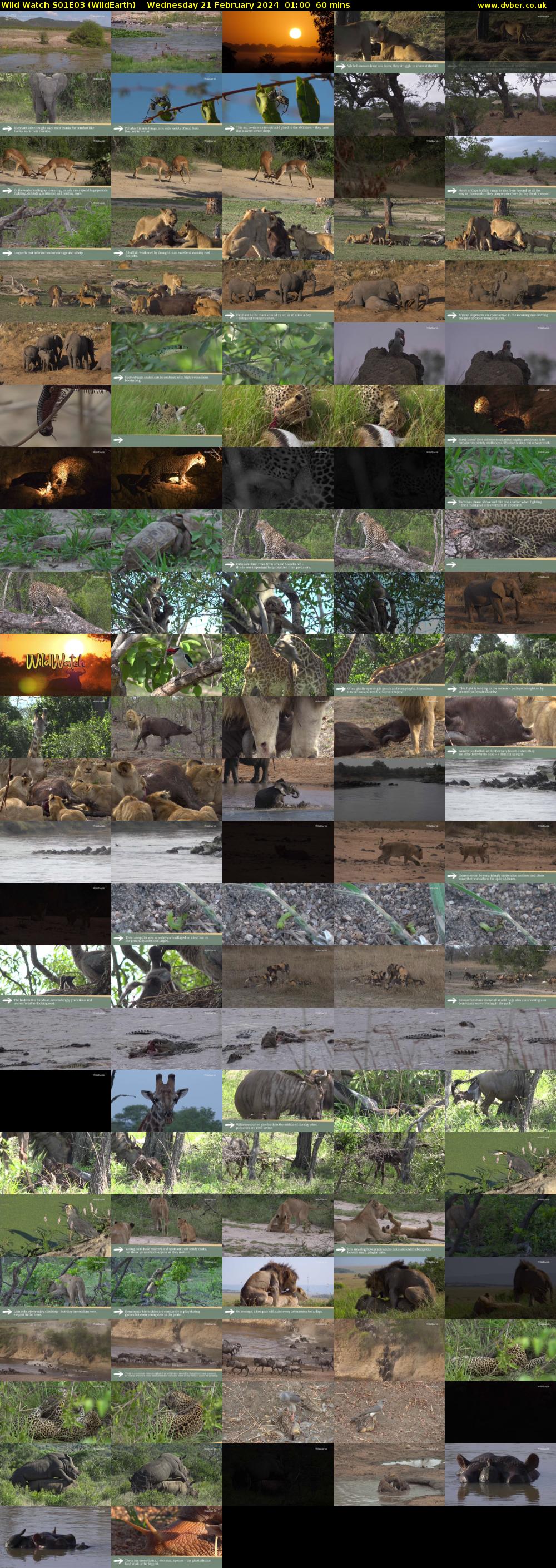 Wild Watch S01E03 (WildEarth) Wednesday 21 February 2024 01:00 - 02:00