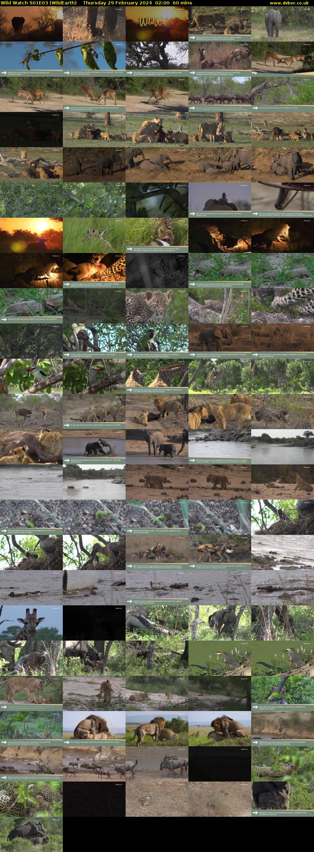 Wild Watch S01E03 (WildEarth) Thursday 29 February 2024 02:00 - 03:00