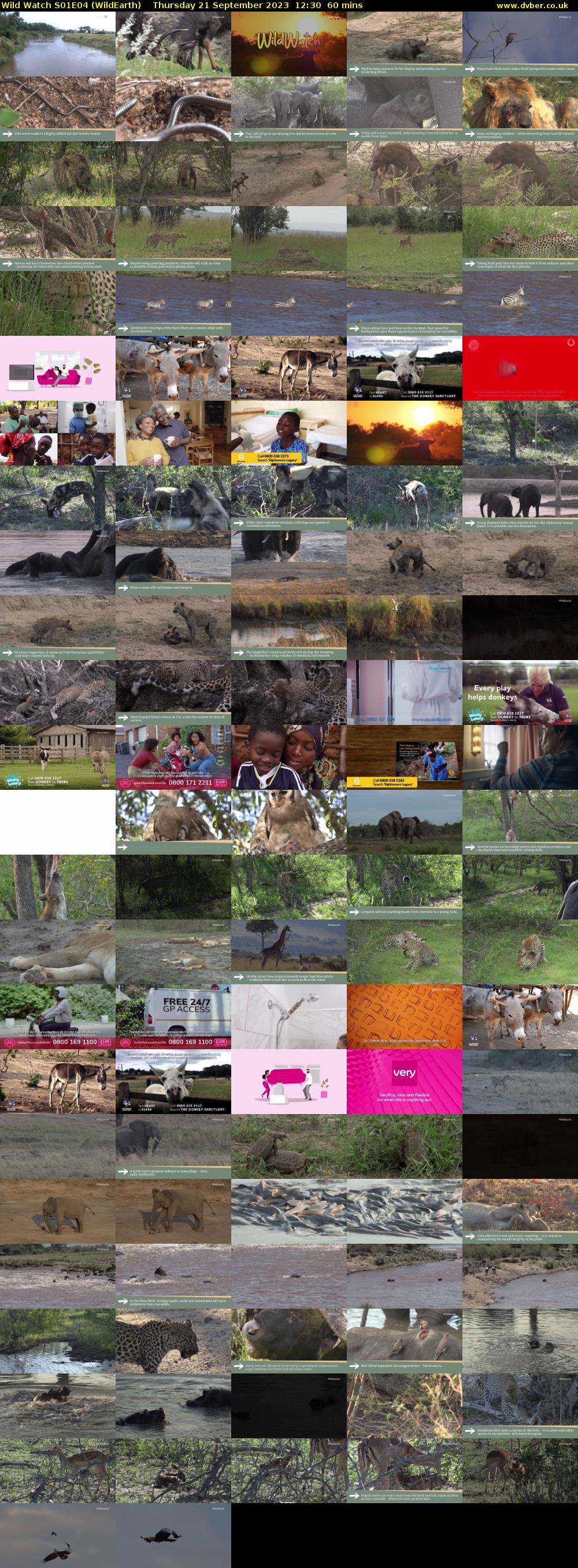 Wild Watch S01E04 (WildEarth) Thursday 21 September 2023 12:30 - 13:30