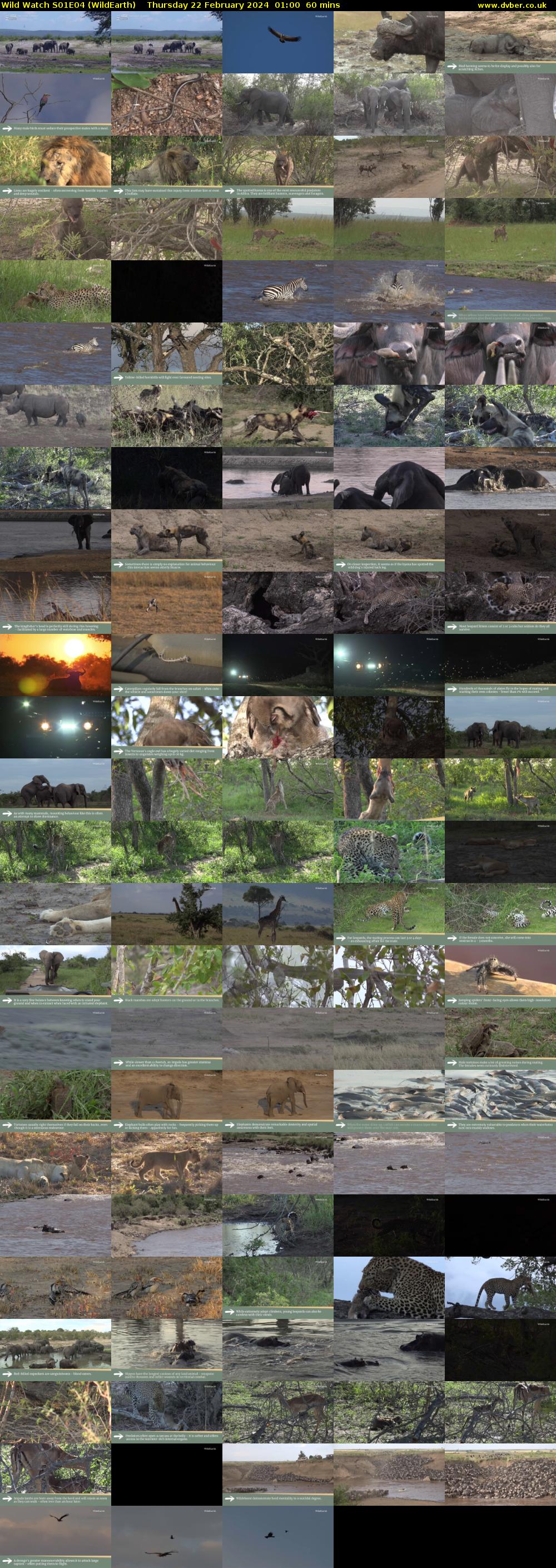 Wild Watch S01E04 (WildEarth) Thursday 22 February 2024 01:00 - 02:00