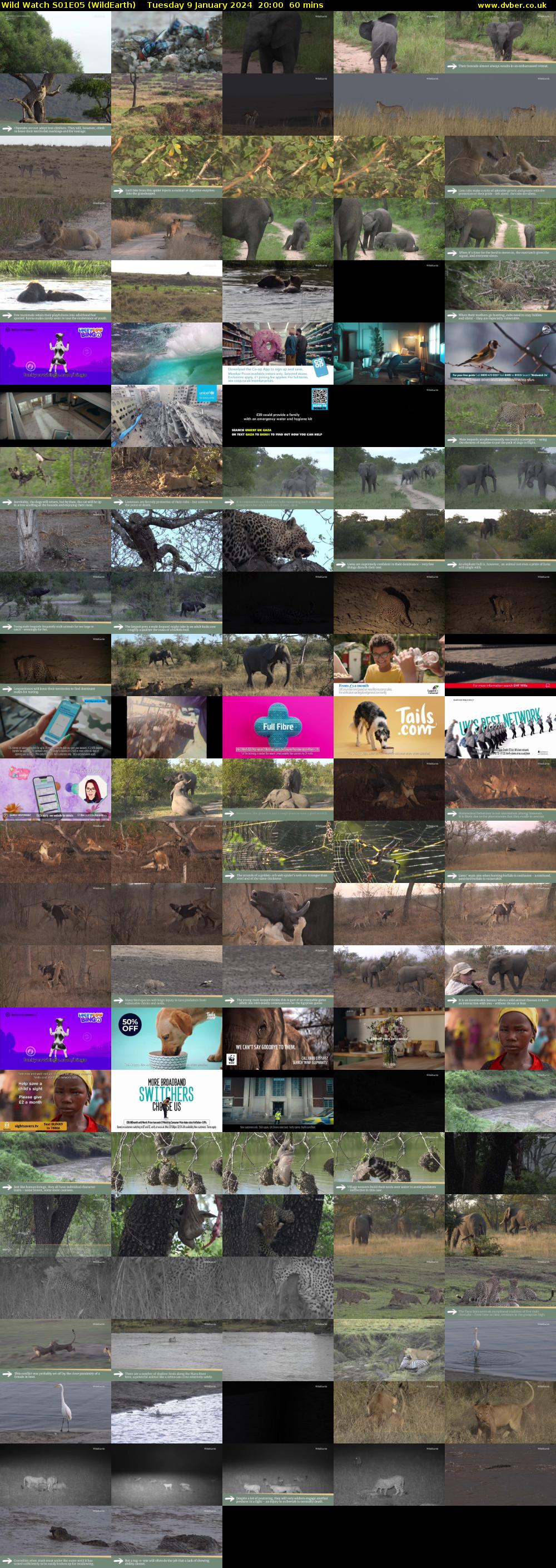 Wild Watch S01E05 (WildEarth) Tuesday 9 January 2024 20:00 - 21:00