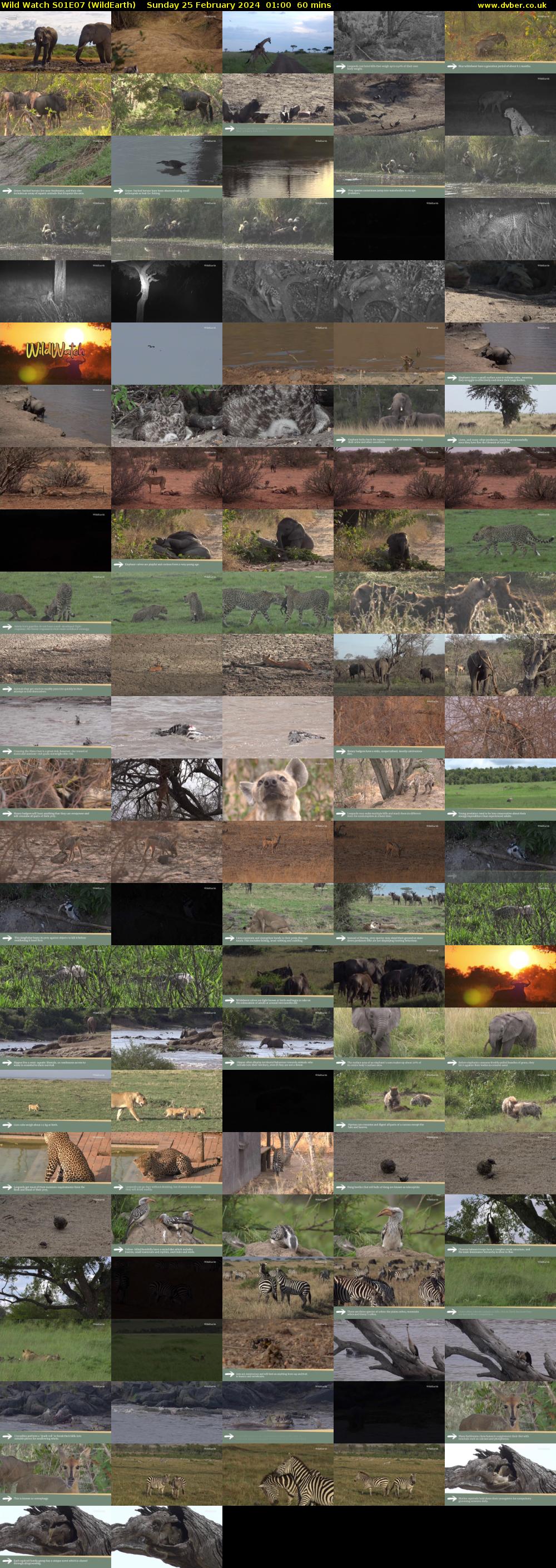 Wild Watch S01E07 (WildEarth) Sunday 25 February 2024 01:00 - 02:00
