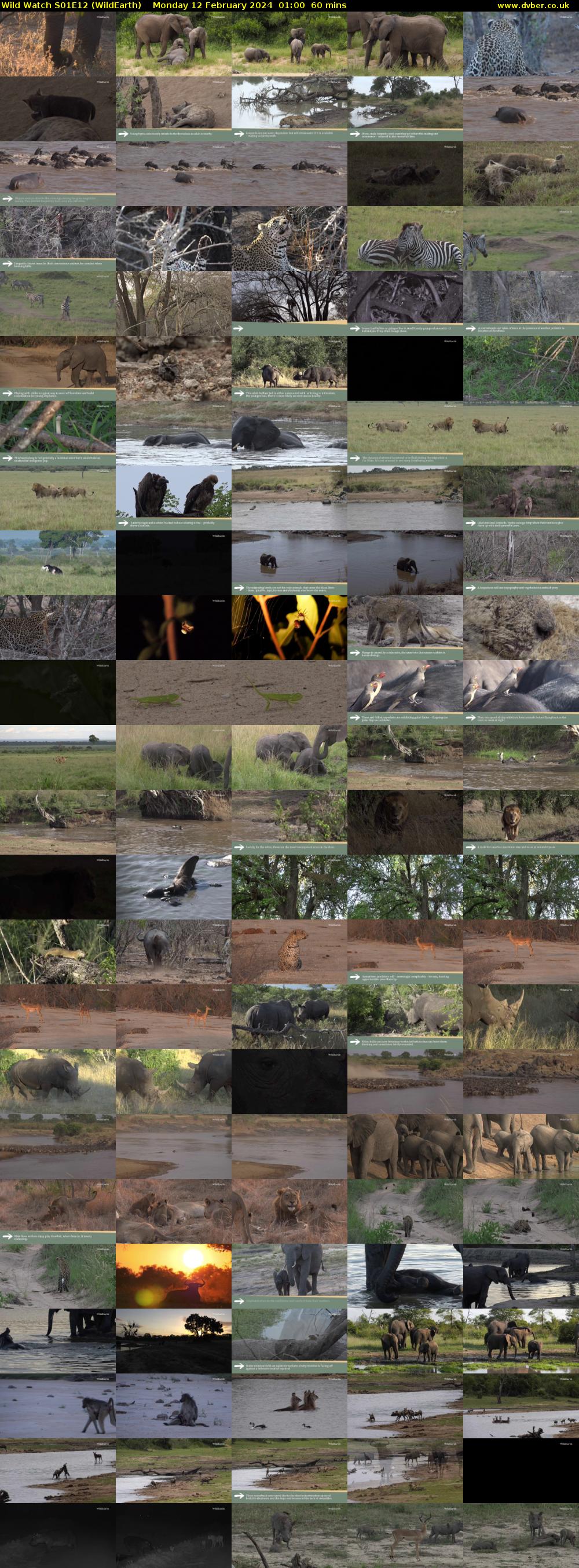 Wild Watch S01E12 (WildEarth) Monday 12 February 2024 01:00 - 02:00