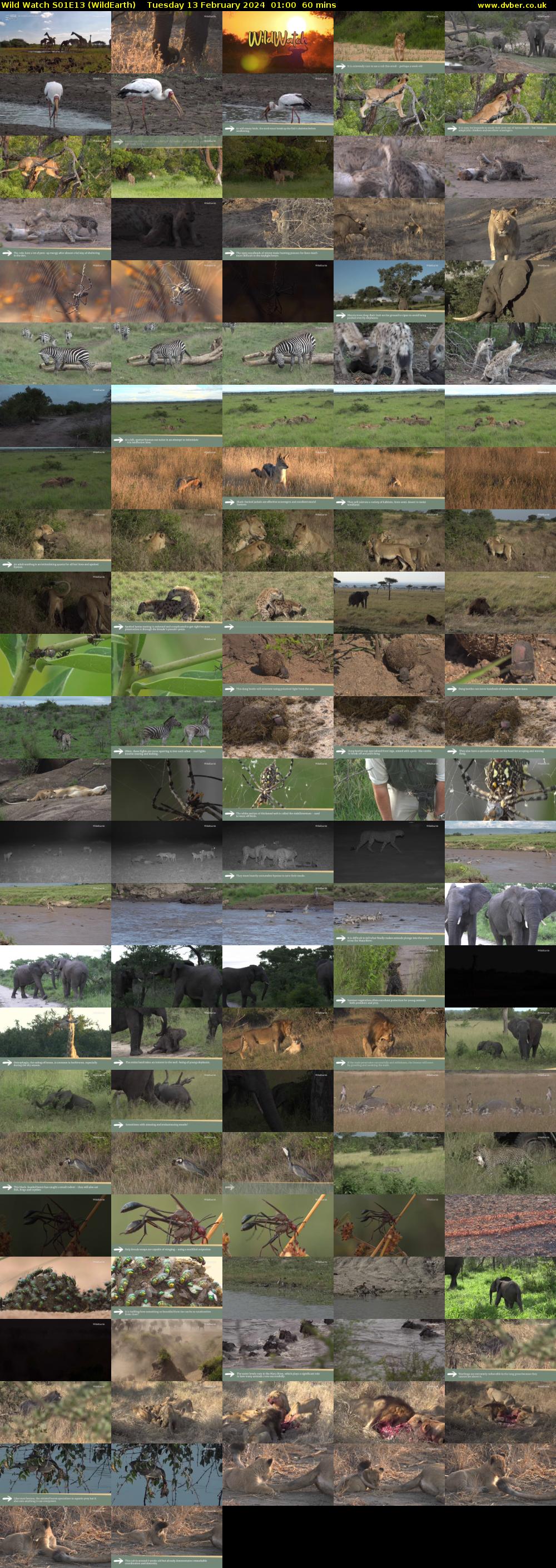Wild Watch S01E13 (WildEarth) Tuesday 13 February 2024 01:00 - 02:00