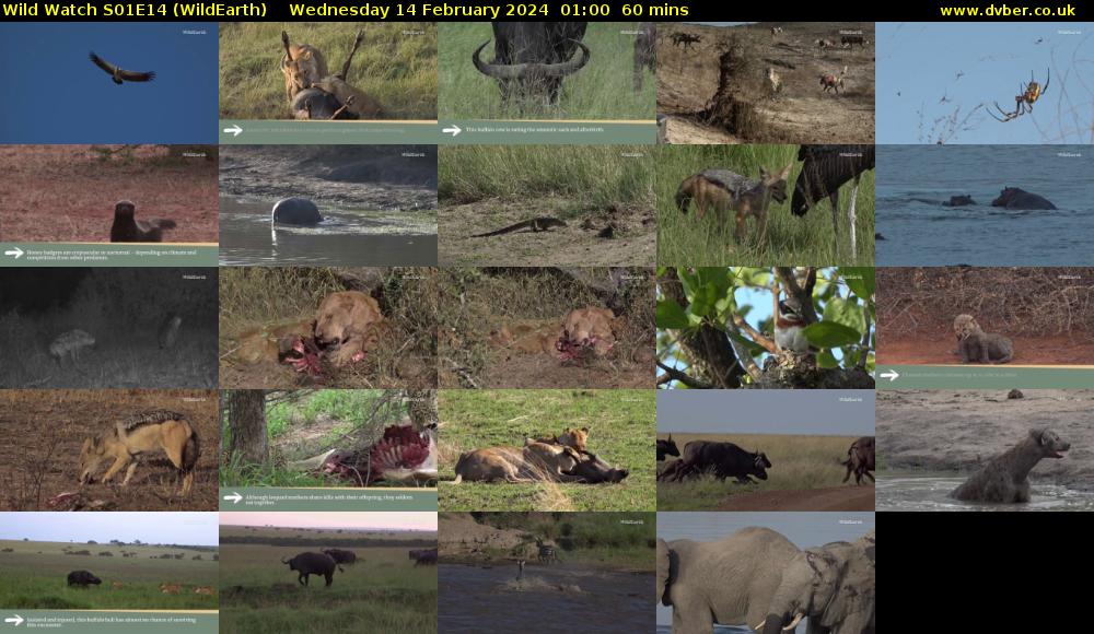 Wild Watch S01E14 (WildEarth) Wednesday 14 February 2024 01:00 - 02:00