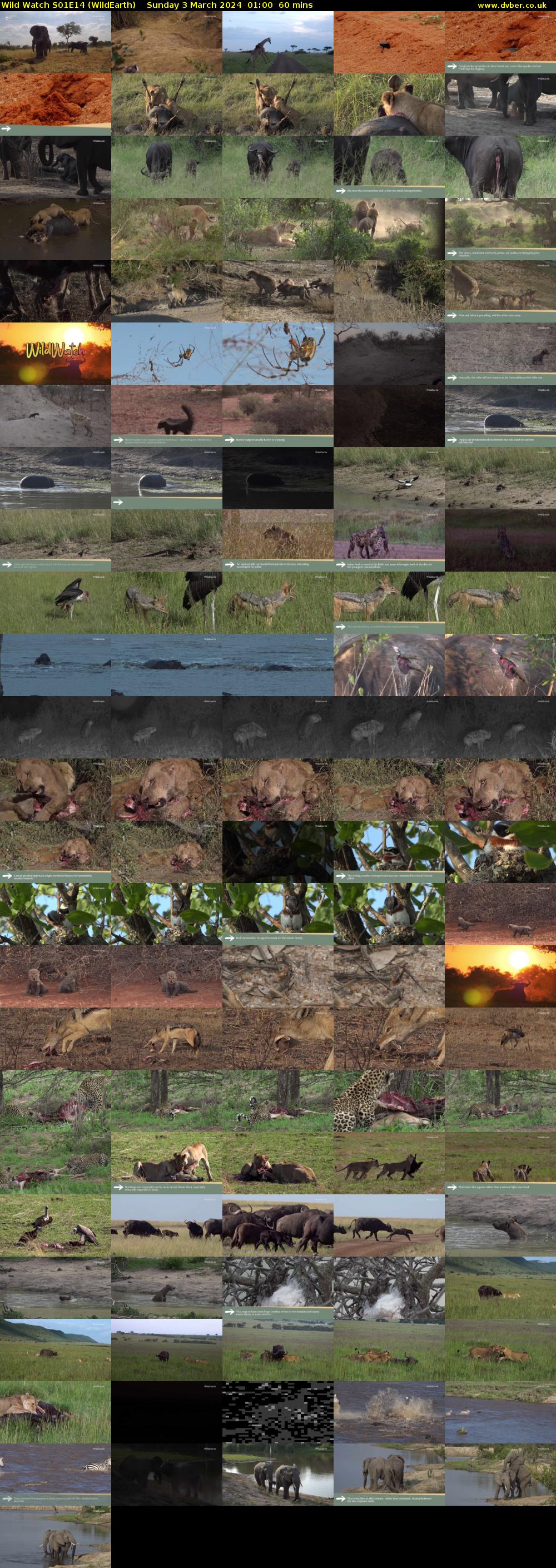 Wild Watch S01E14 (WildEarth) Sunday 3 March 2024 01:00 - 02:00