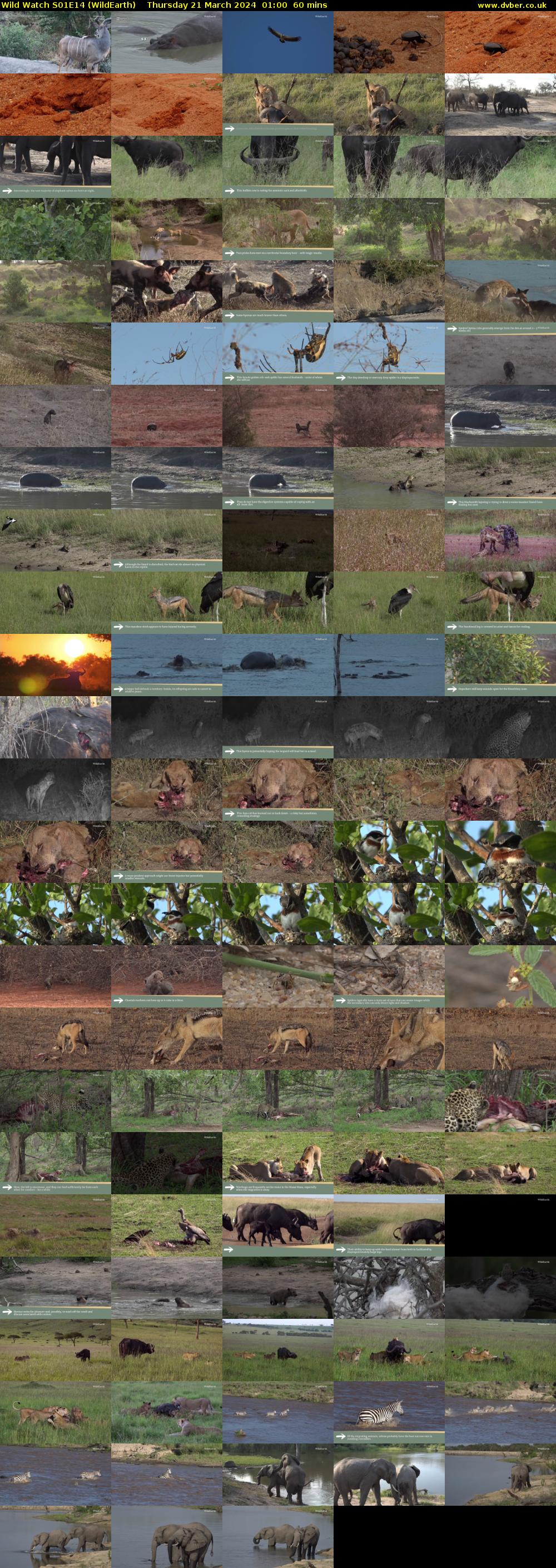 Wild Watch S01E14 (WildEarth) Thursday 21 March 2024 01:00 - 02:00