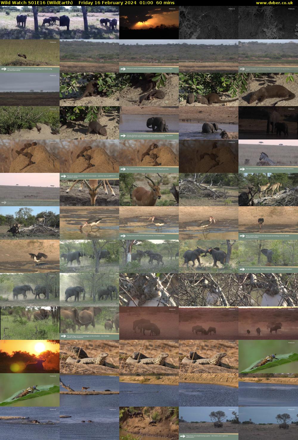 Wild Watch S01E16 (WildEarth) Friday 16 February 2024 01:00 - 02:00