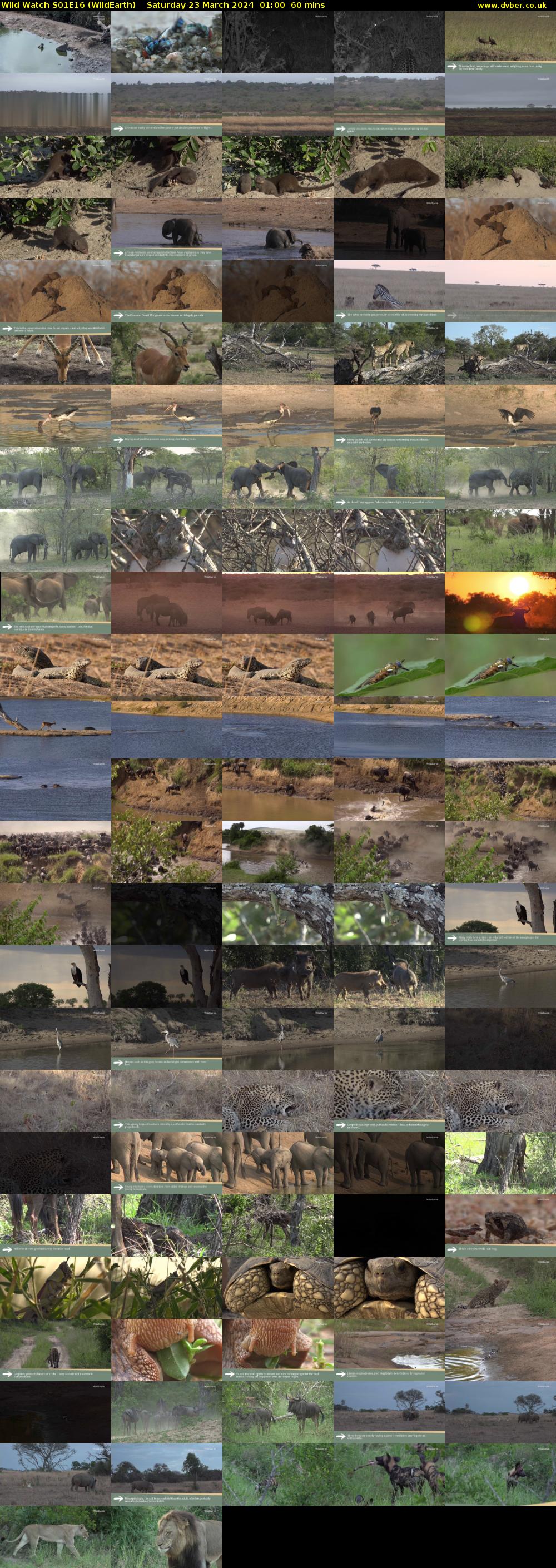 Wild Watch S01E16 (WildEarth) Saturday 23 March 2024 01:00 - 02:00