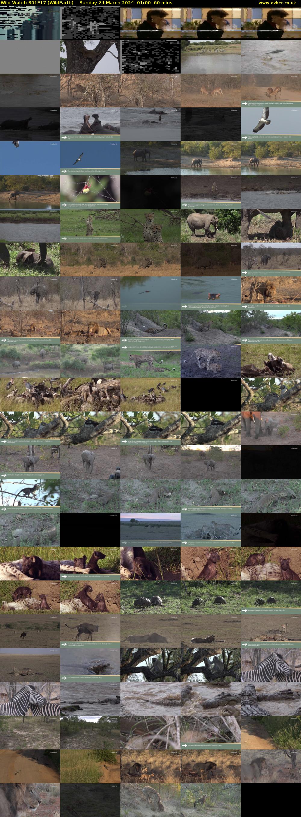 Wild Watch S01E17 (WildEarth) Sunday 24 March 2024 01:00 - 02:00