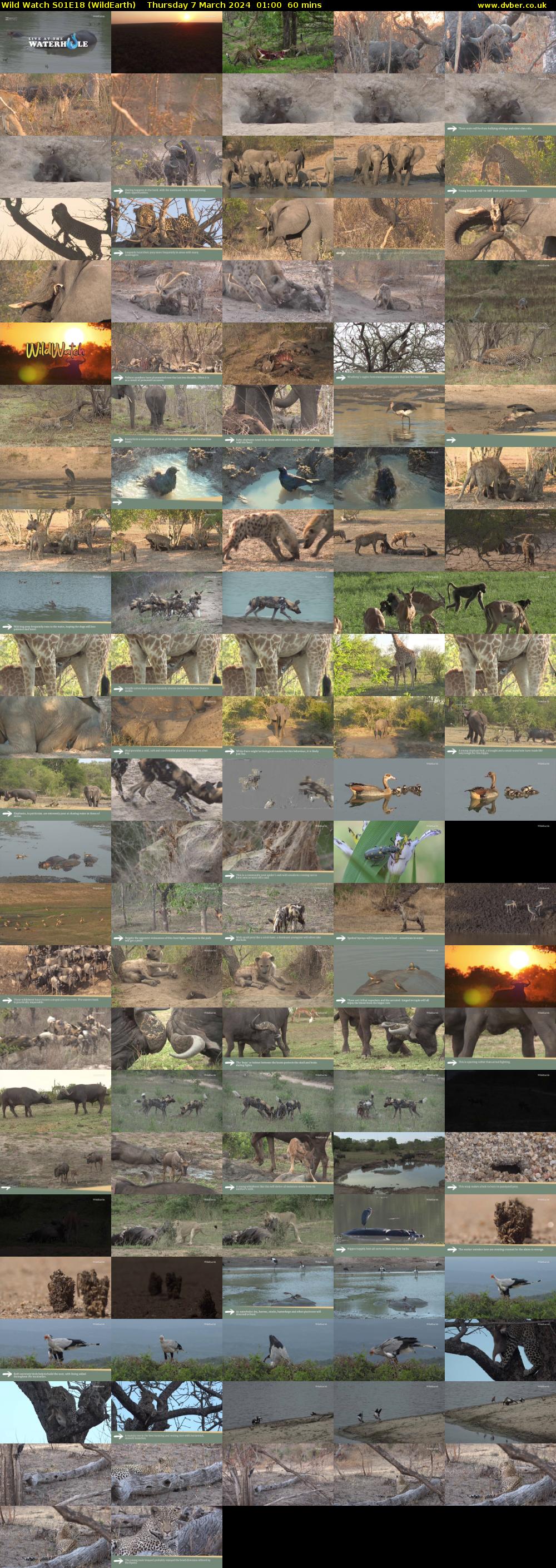 Wild Watch S01E18 (WildEarth) Thursday 7 March 2024 01:00 - 02:00