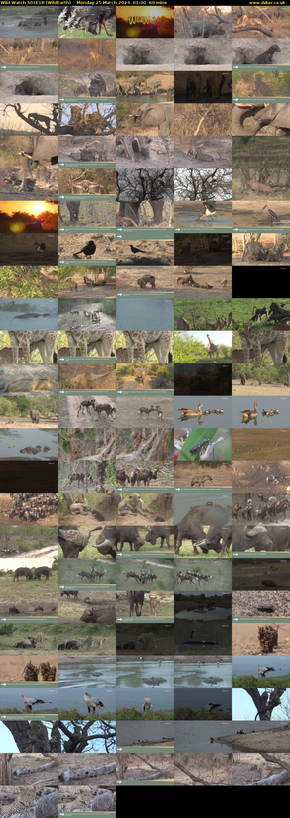 Wild Watch S01E18 (WildEarth) Monday 25 March 2024 01:00 - 02:00