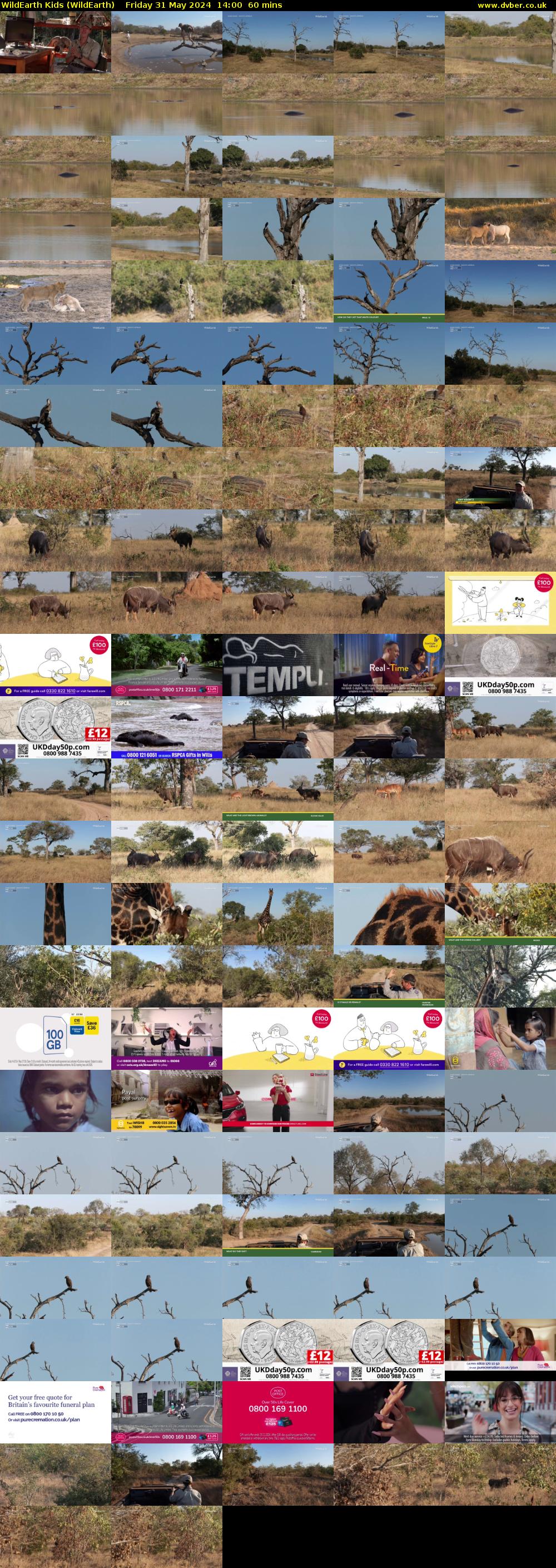 WildEarth Kids (WildEarth) Friday 31 May 2024 14:00 - 15:00