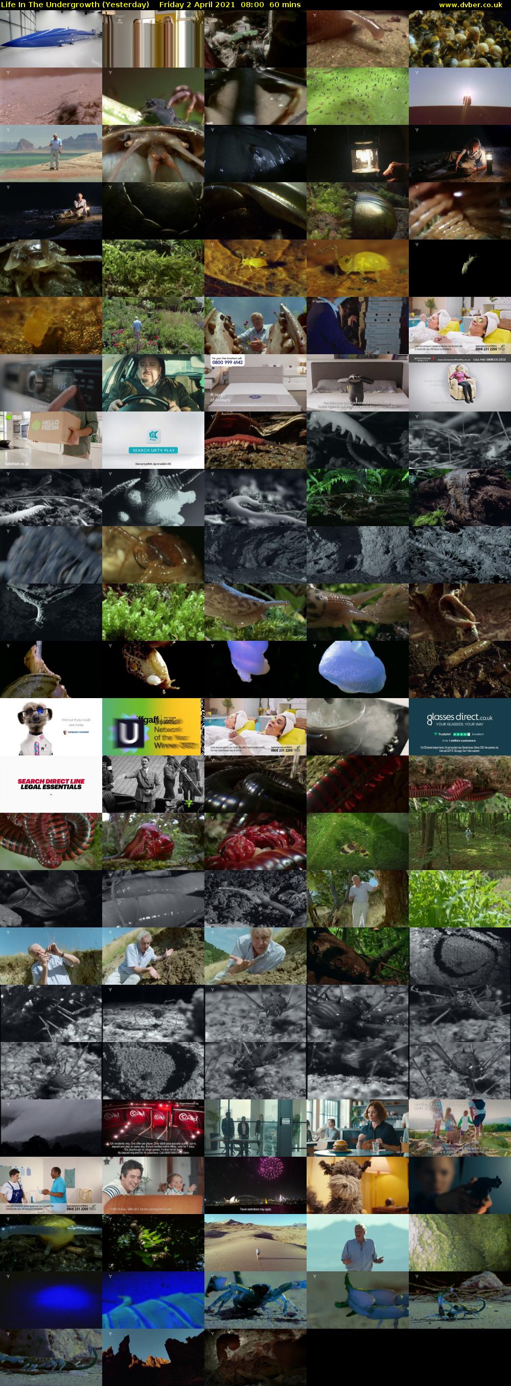 Life in the Undergrowth (Yesterday) Friday 2 April 2021 08:00 - 09:00