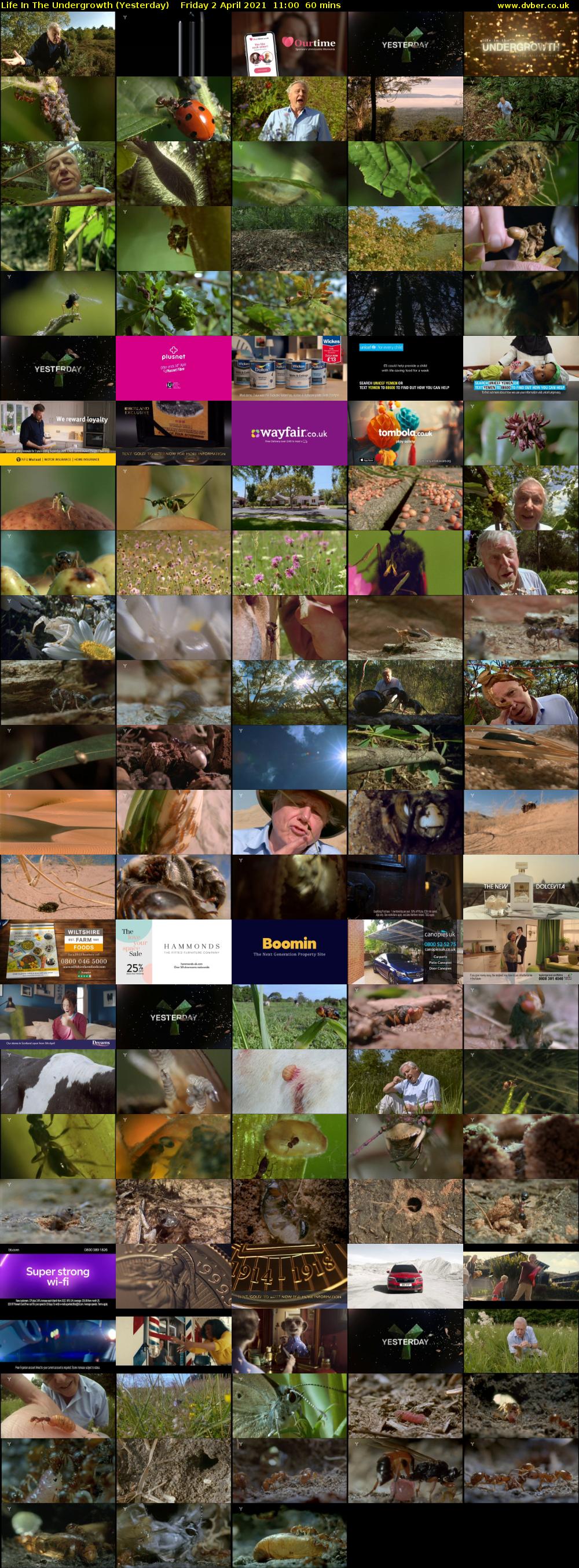 Life in the Undergrowth (Yesterday) Friday 2 April 2021 11:00 - 12:00