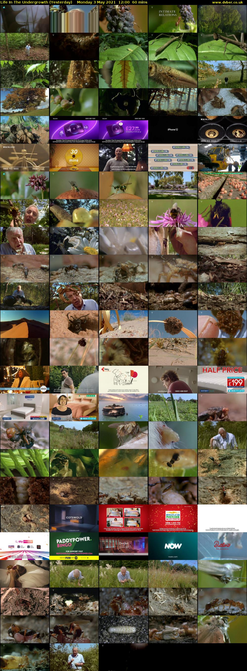 Life in the Undergrowth (Yesterday) Monday 3 May 2021 12:00 - 13:00