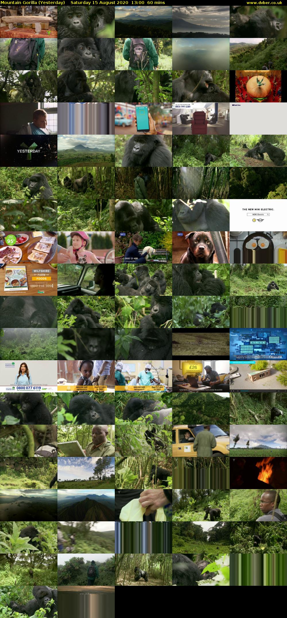 Mountain Gorilla (Yesterday) Saturday 15 August 2020 13:00 - 14:00