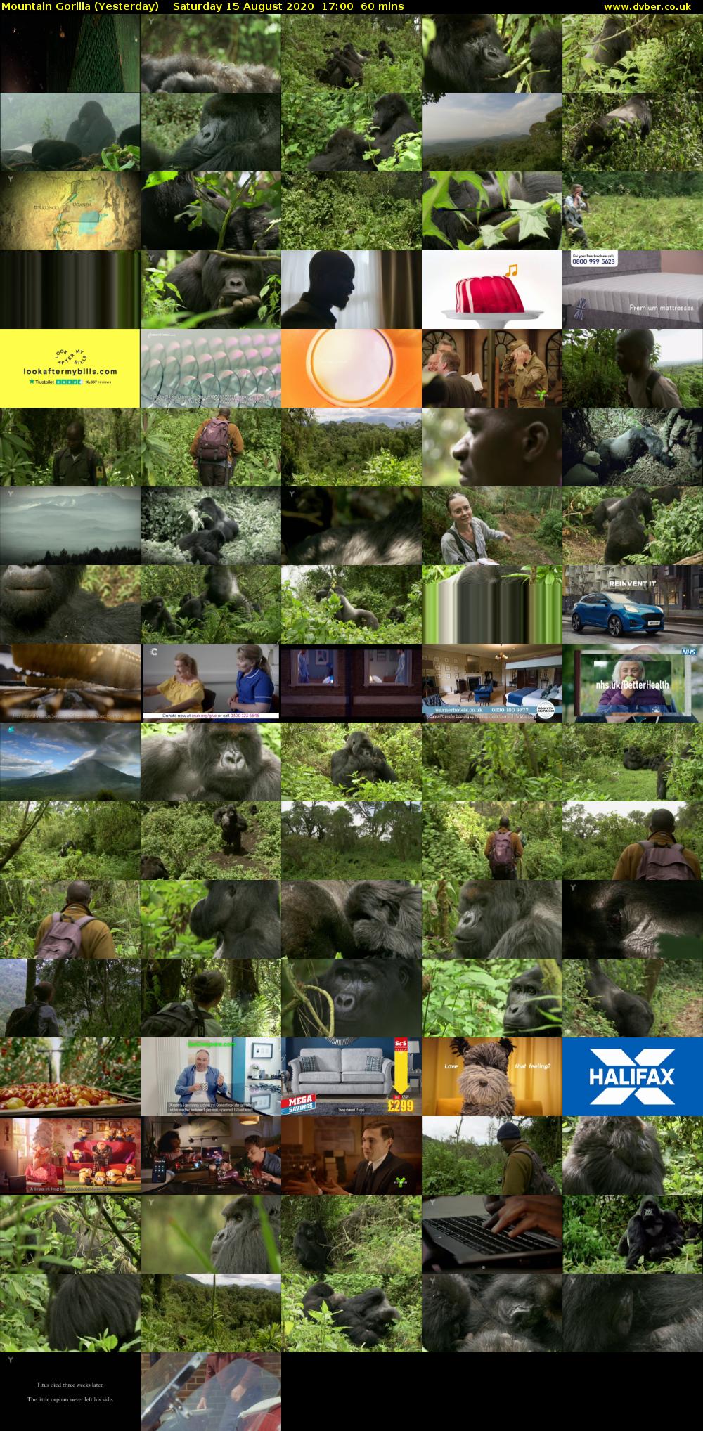 Mountain Gorilla (Yesterday) Saturday 15 August 2020 17:00 - 18:00
