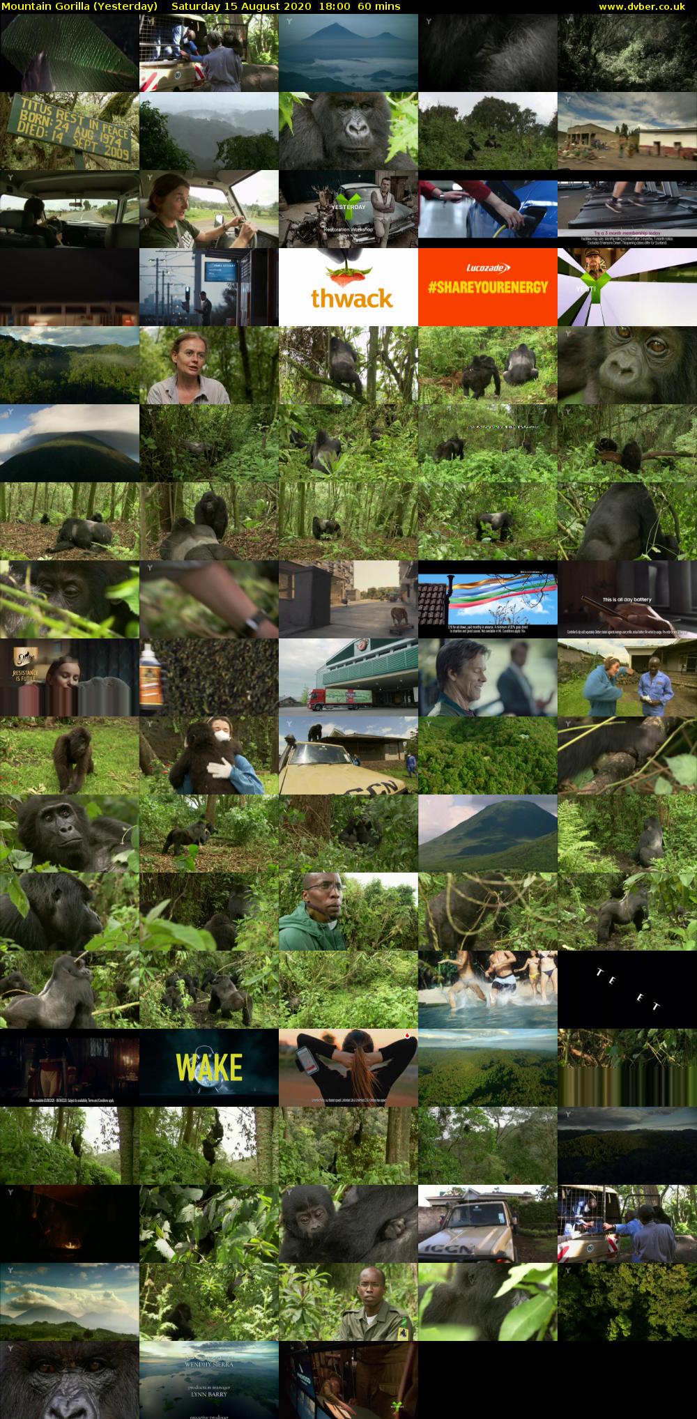 Mountain Gorilla (Yesterday) Saturday 15 August 2020 18:00 - 19:00