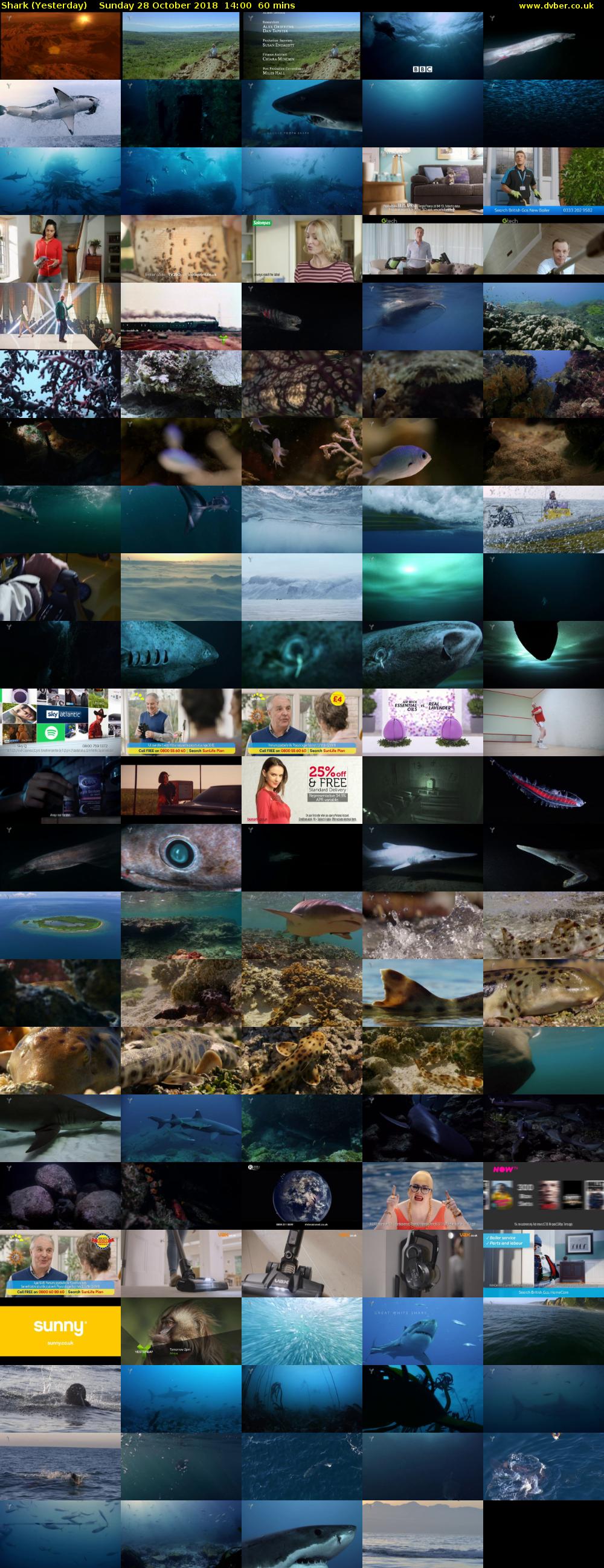 Shark (Yesterday) Sunday 28 October 2018 14:00 - 15:00