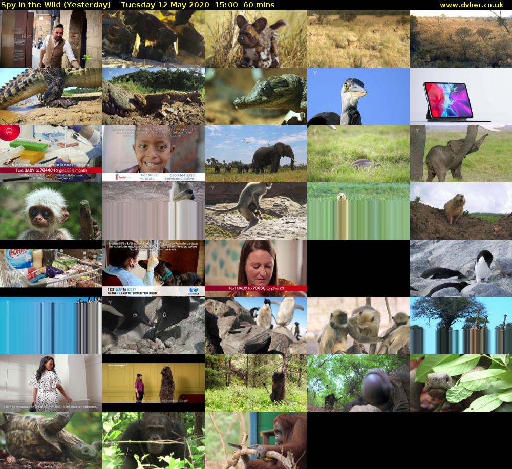 Spy In the Wild (Yesterday) Tuesday 12 May 2020 15:00 - 16:00