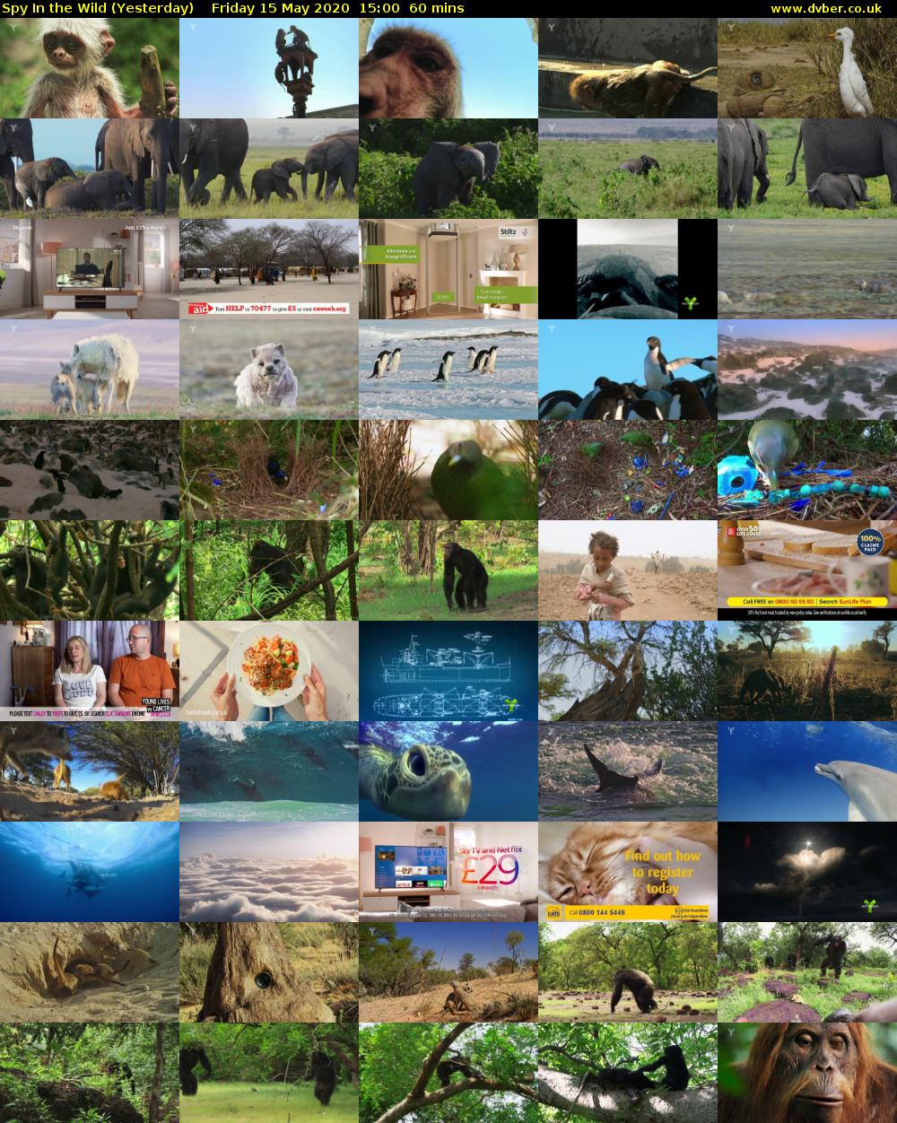 Spy In the Wild (Yesterday) Friday 15 May 2020 15:00 - 16:00