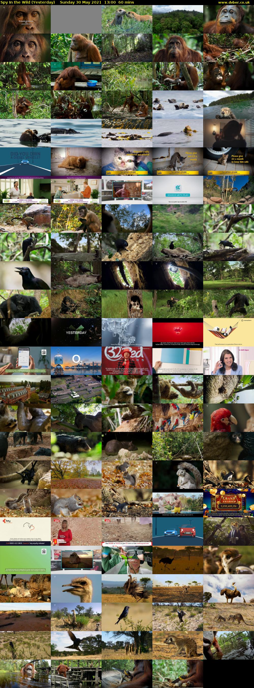 Spy In the Wild (Yesterday) Sunday 30 May 2021 13:00 - 14:00