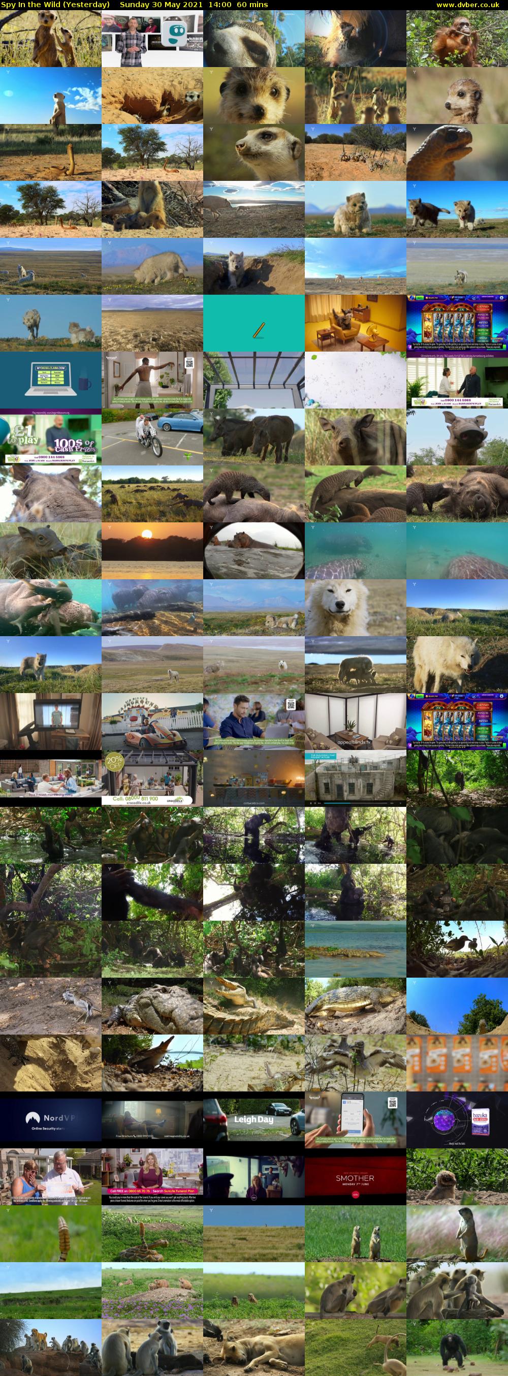 Spy In the Wild (Yesterday) Sunday 30 May 2021 14:00 - 15:00