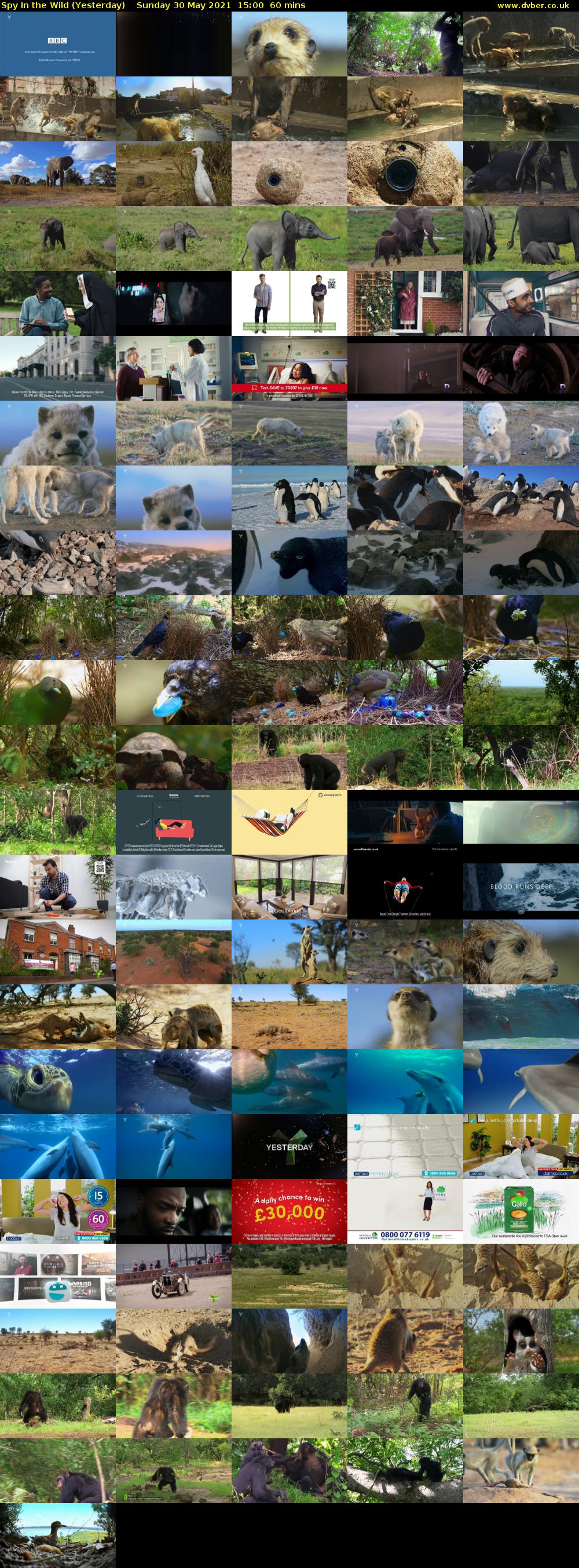 Spy In the Wild (Yesterday) Sunday 30 May 2021 15:00 - 16:00