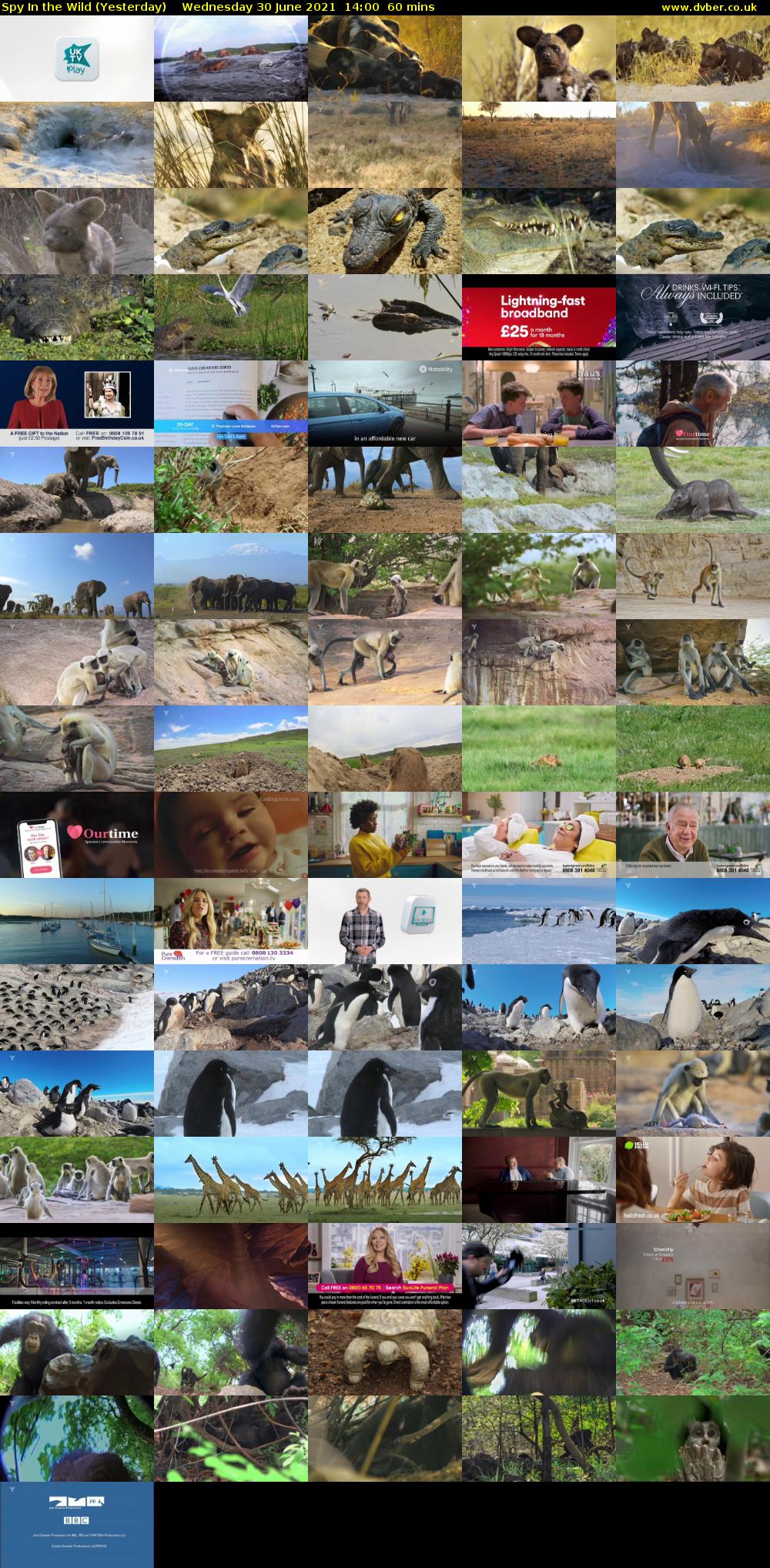 Spy In the Wild (Yesterday) Wednesday 30 June 2021 14:00 - 15:00