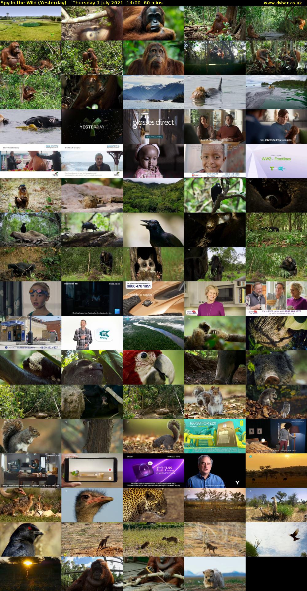 Spy In the Wild (Yesterday) Thursday 1 July 2021 14:00 - 15:00