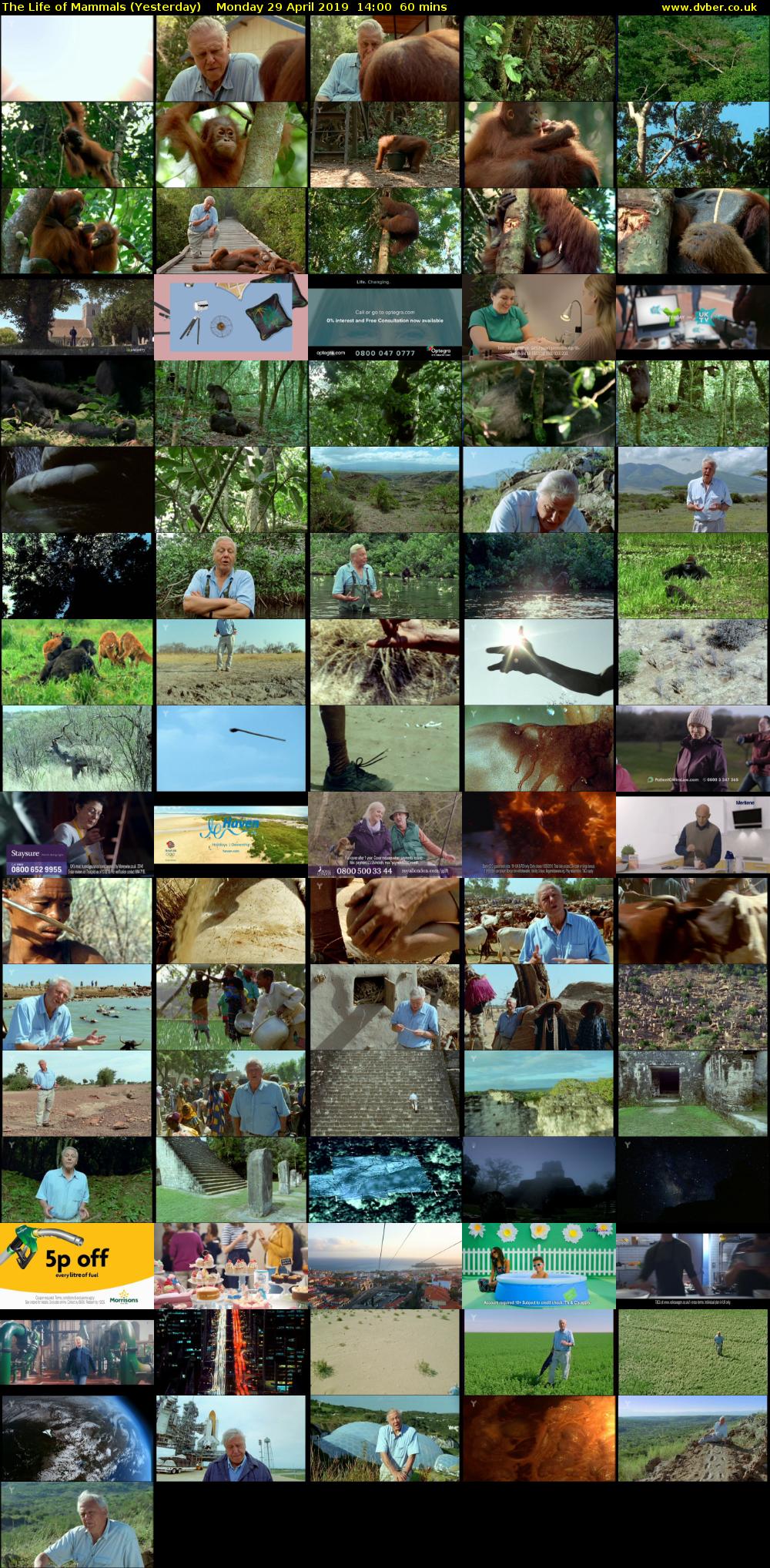 The Life of Mammals (Yesterday) Monday 29 April 2019 14:00 - 15:00