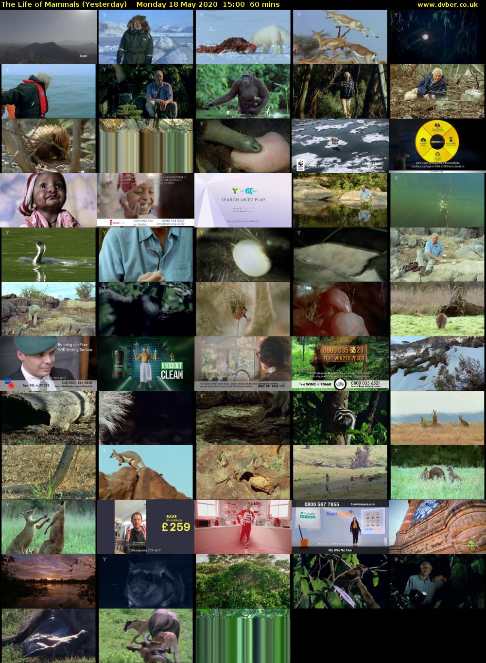 The Life of Mammals (Yesterday) Monday 18 May 2020 15:00 - 16:00