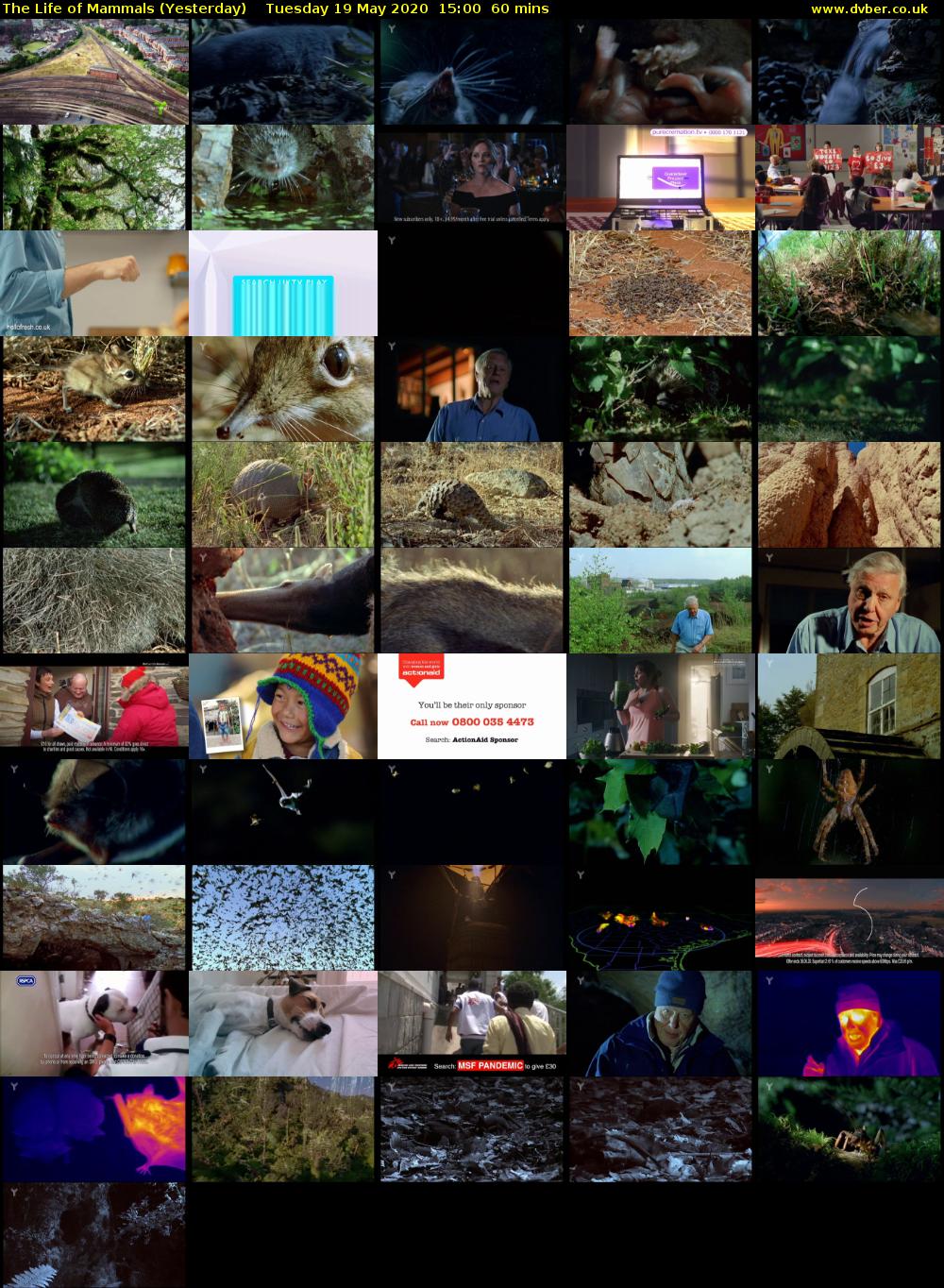 The Life of Mammals (Yesterday) Tuesday 19 May 2020 15:00 - 16:00