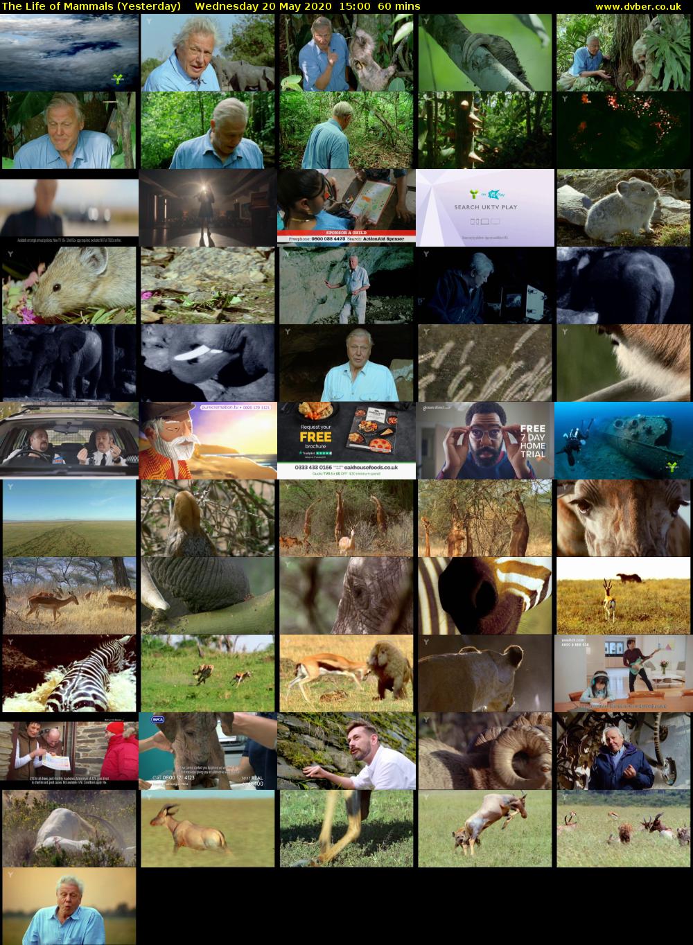 The Life of Mammals (Yesterday) Wednesday 20 May 2020 15:00 - 16:00