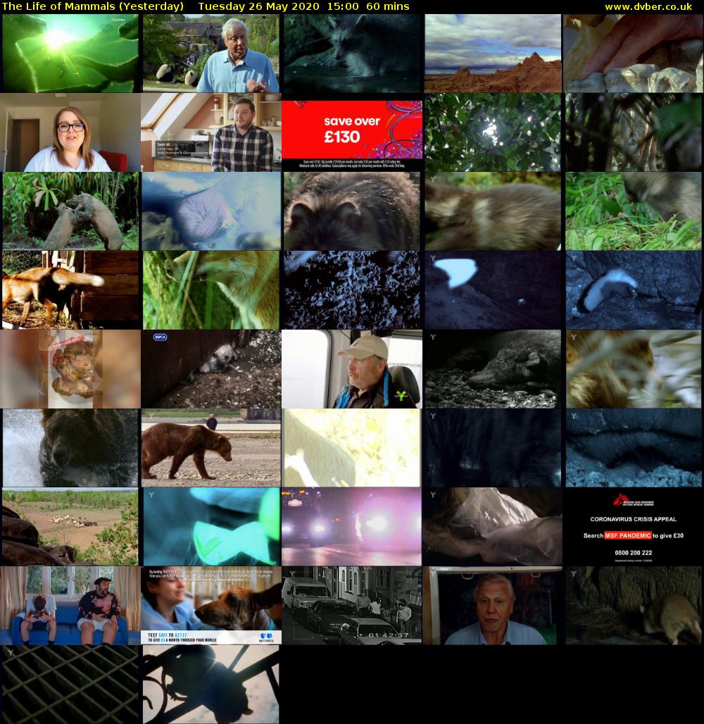 The Life of Mammals (Yesterday) Tuesday 26 May 2020 15:00 - 16:00