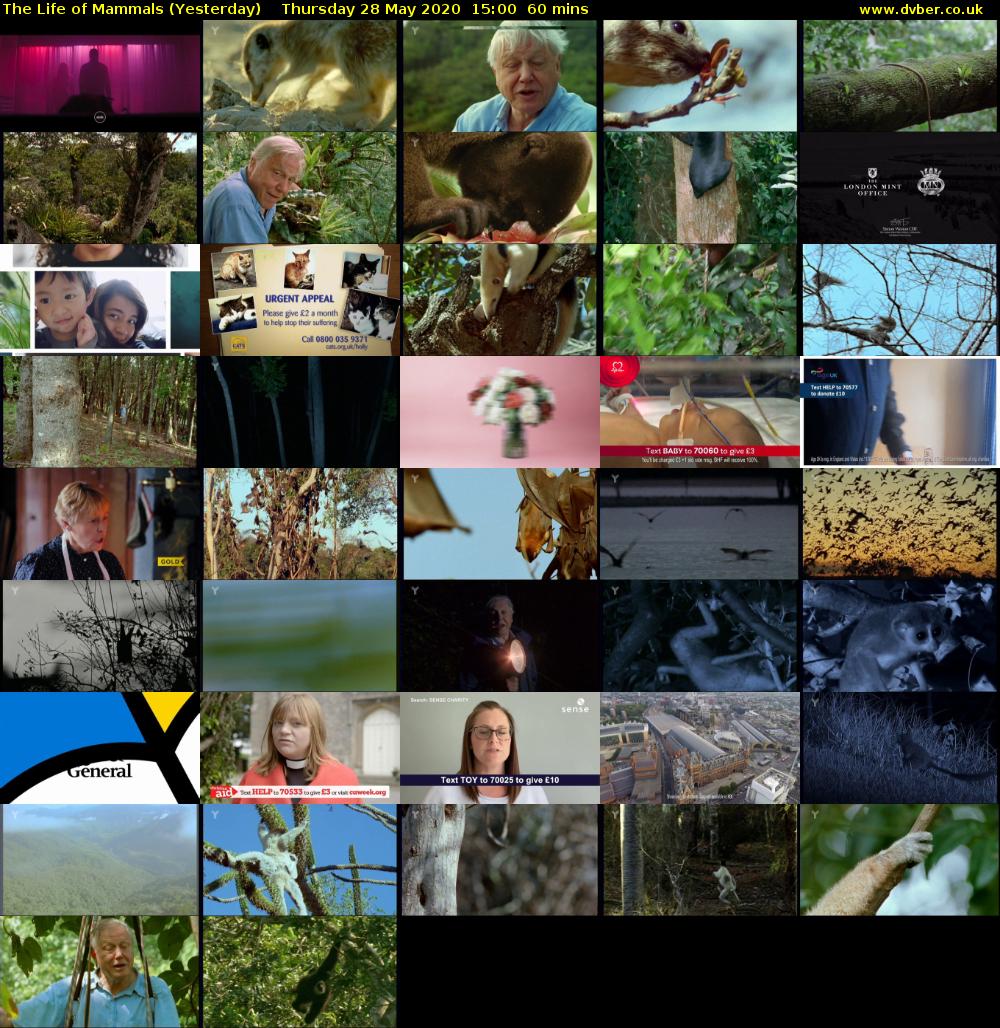 The Life of Mammals (Yesterday) Thursday 28 May 2020 15:00 - 16:00