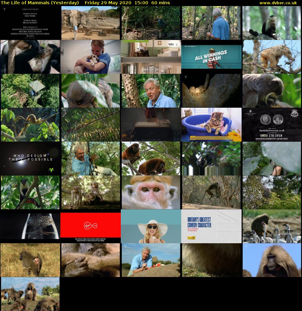 The Life of Mammals (Yesterday) Friday 29 May 2020 15:00 - 16:00