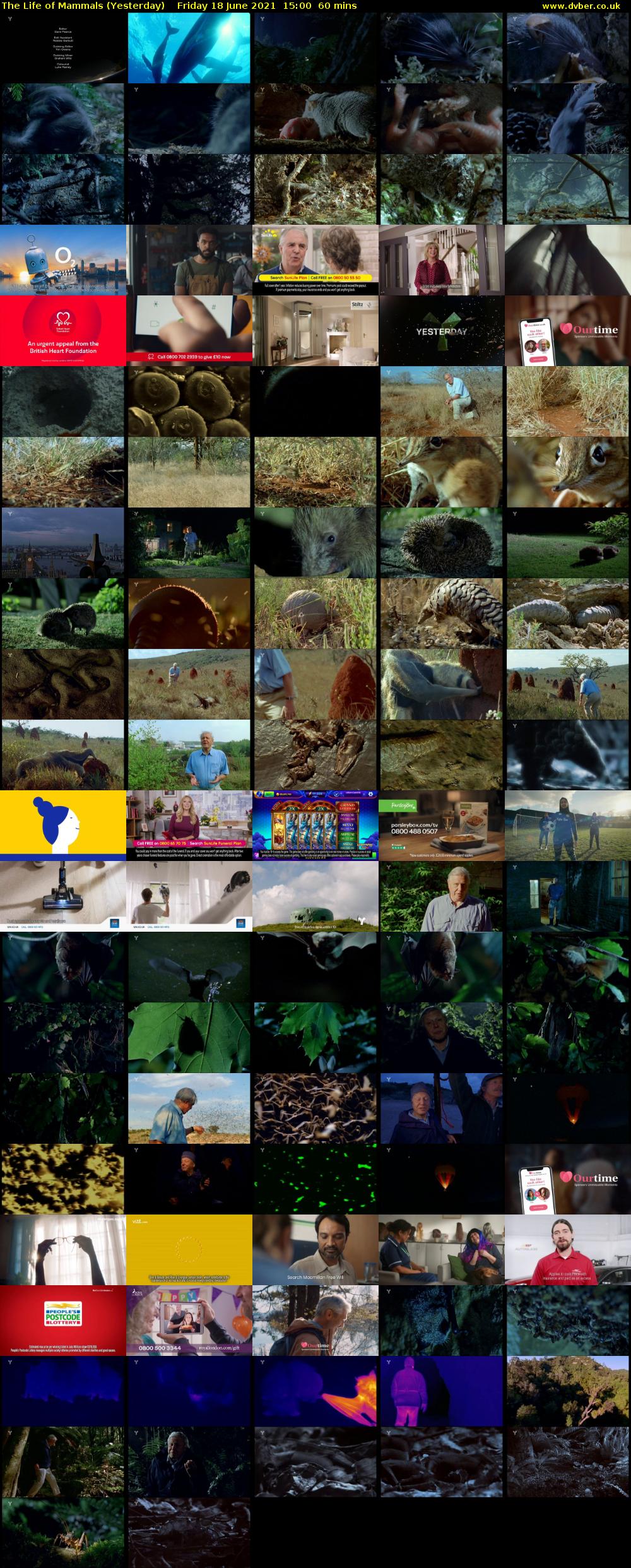 The Life of Mammals (Yesterday) Friday 18 June 2021 15:00 - 16:00