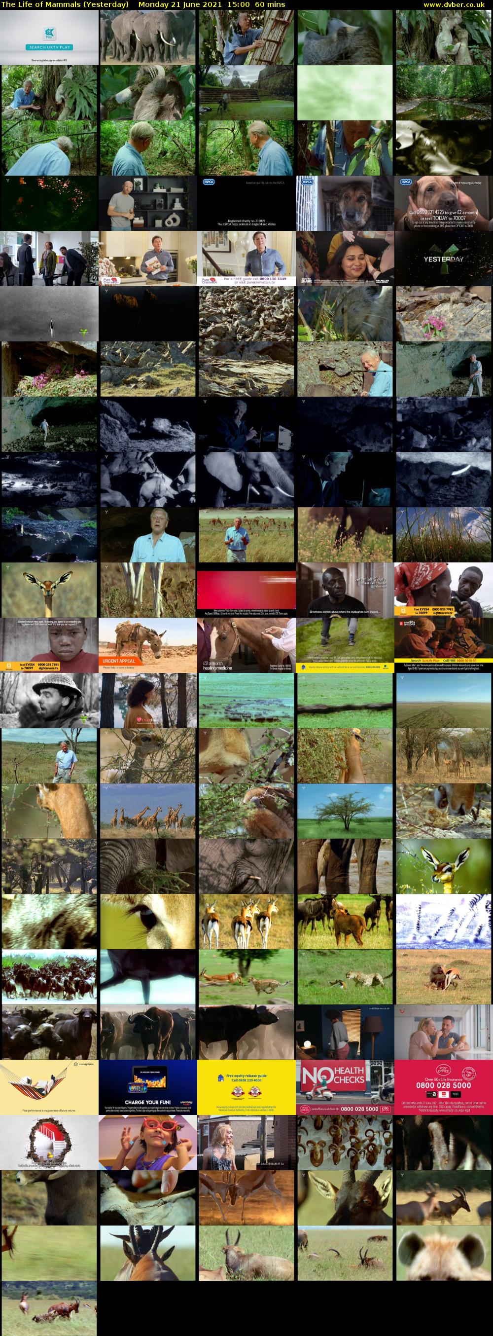 The Life of Mammals (Yesterday) Monday 21 June 2021 15:00 - 16:00