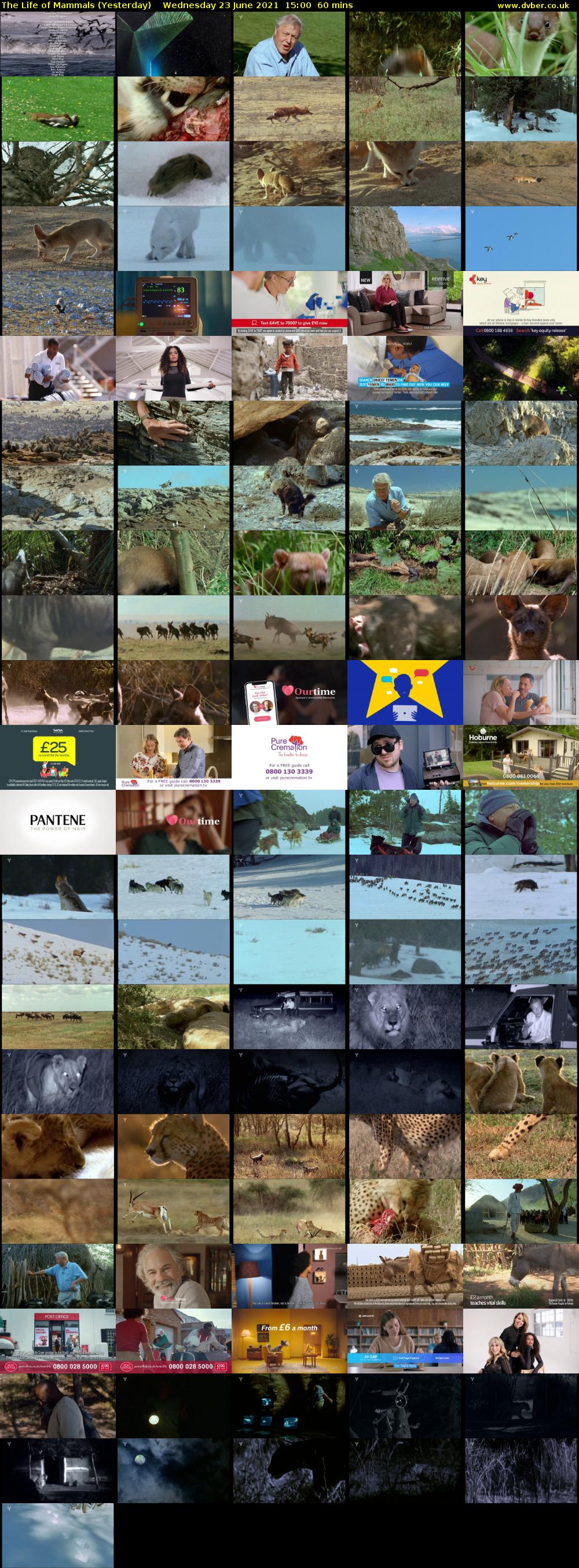 The Life of Mammals (Yesterday) Wednesday 23 June 2021 15:00 - 16:00