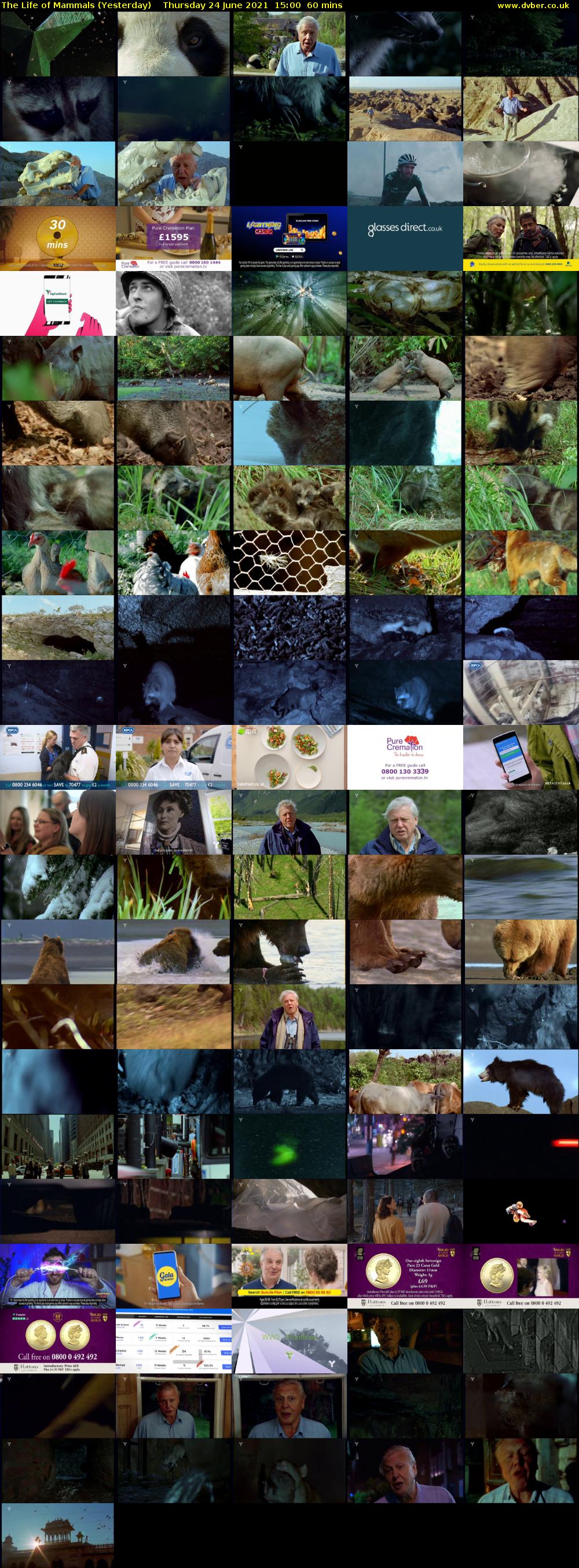 The Life of Mammals (Yesterday) Thursday 24 June 2021 15:00 - 16:00