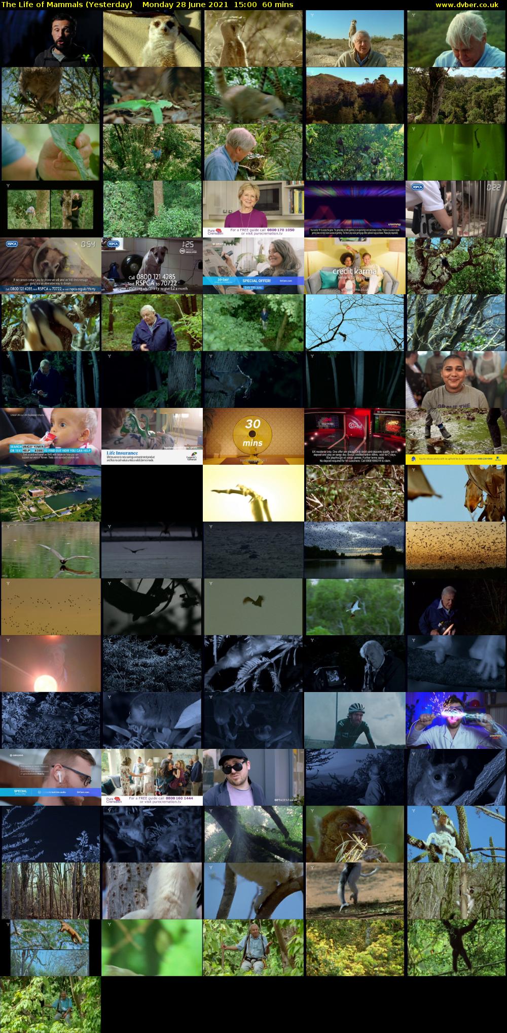 The Life of Mammals (Yesterday) Monday 28 June 2021 15:00 - 16:00