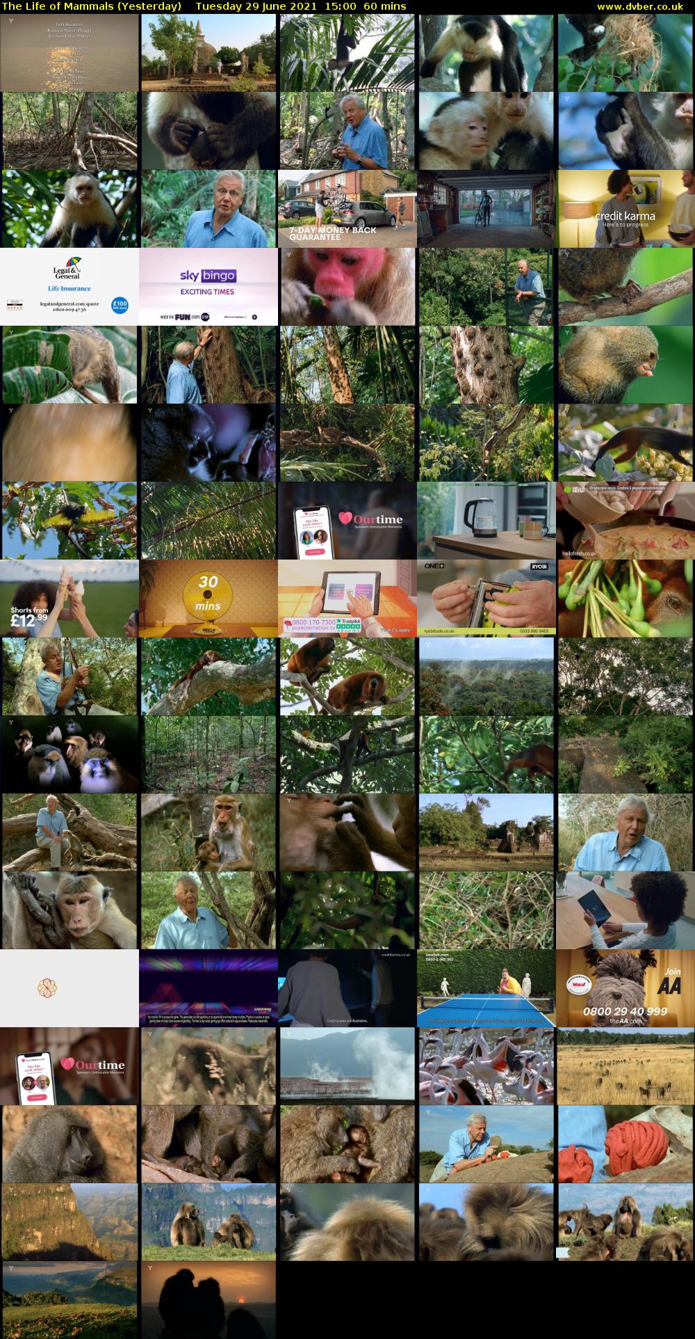 The Life of Mammals (Yesterday) Tuesday 29 June 2021 15:00 - 16:00