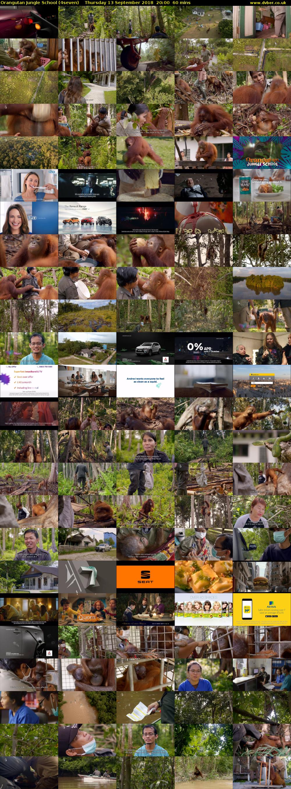 Orangutan Jungle School (4seven) Thursday 13 September 2018 20:00 - 21:00