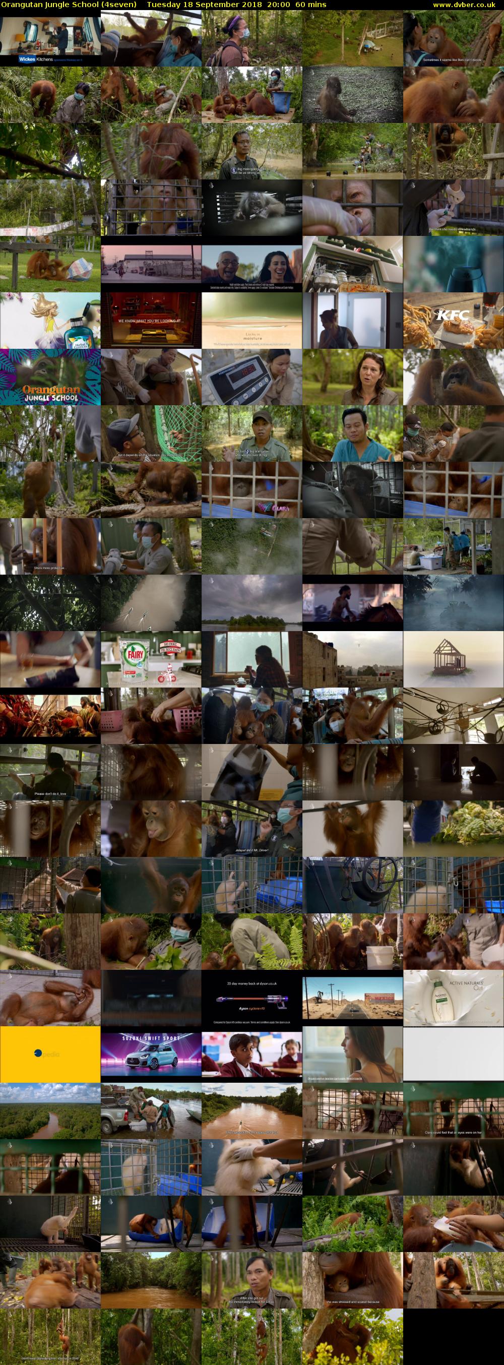 Orangutan Jungle School (4seven) Tuesday 18 September 2018 20:00 - 21:00