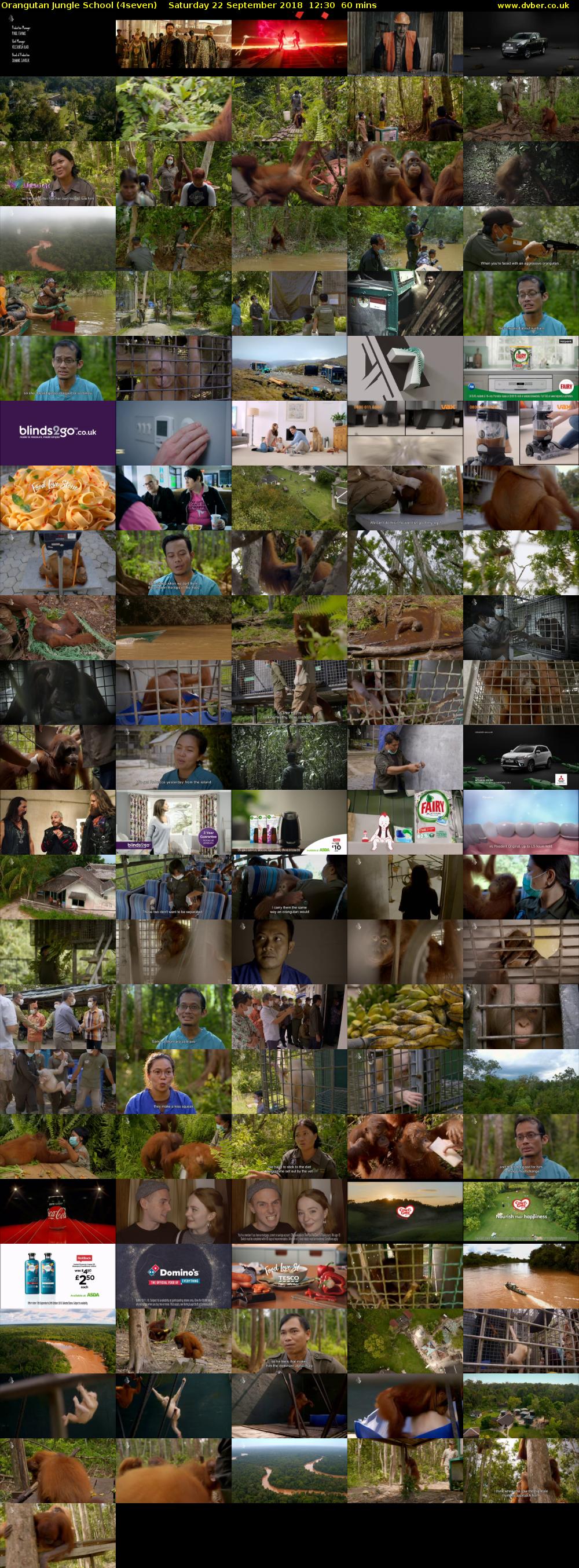 Orangutan Jungle School (4seven) Saturday 22 September 2018 12:30 - 13:30